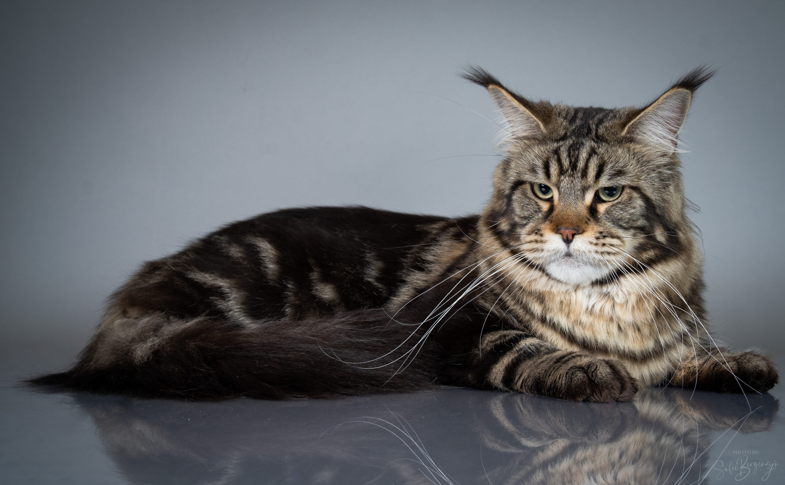 Berkano Cattery