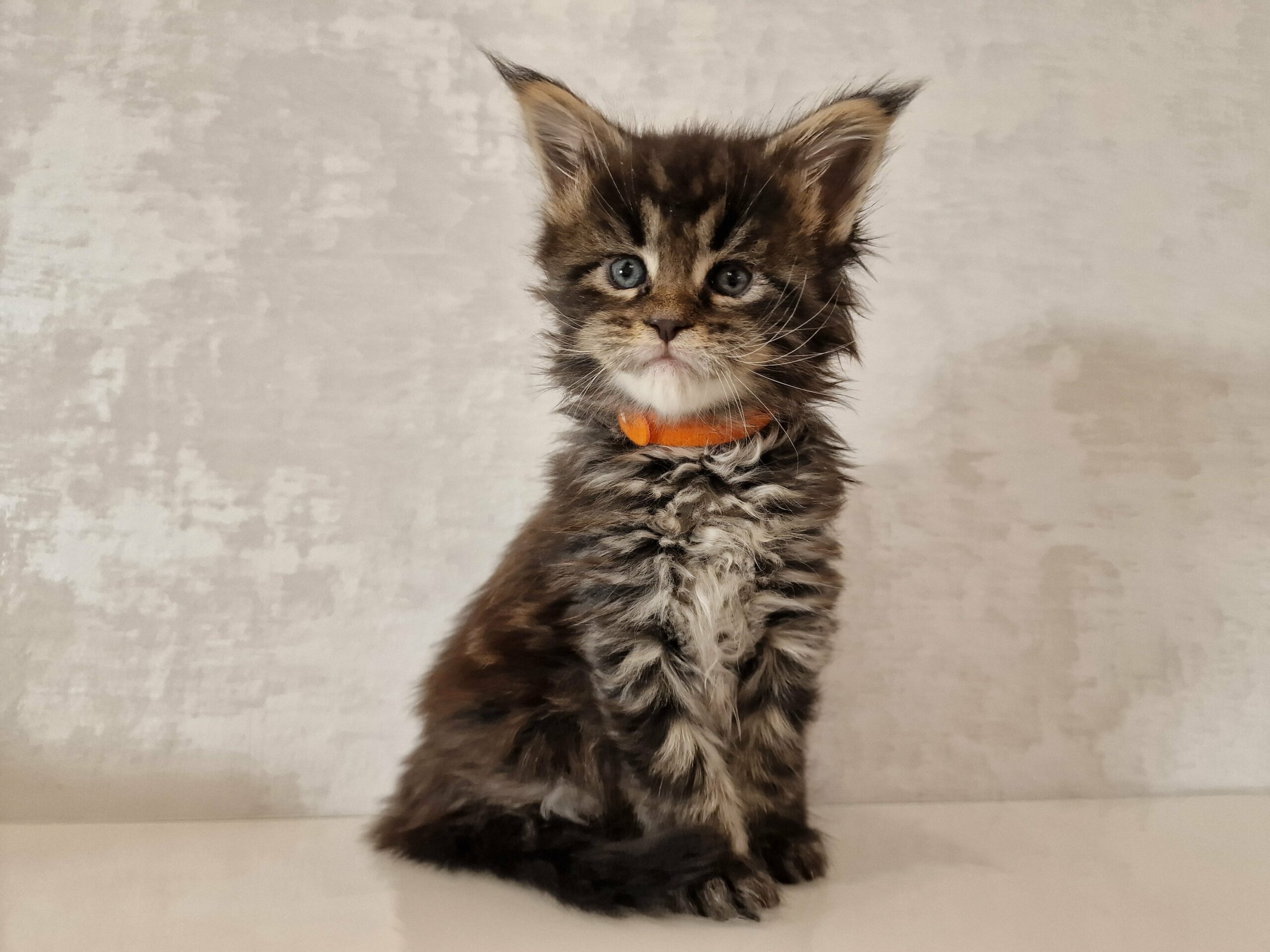 SE*Ferox Lynx Cassili SE*Ferox Lynx Cassili, 5 veckor