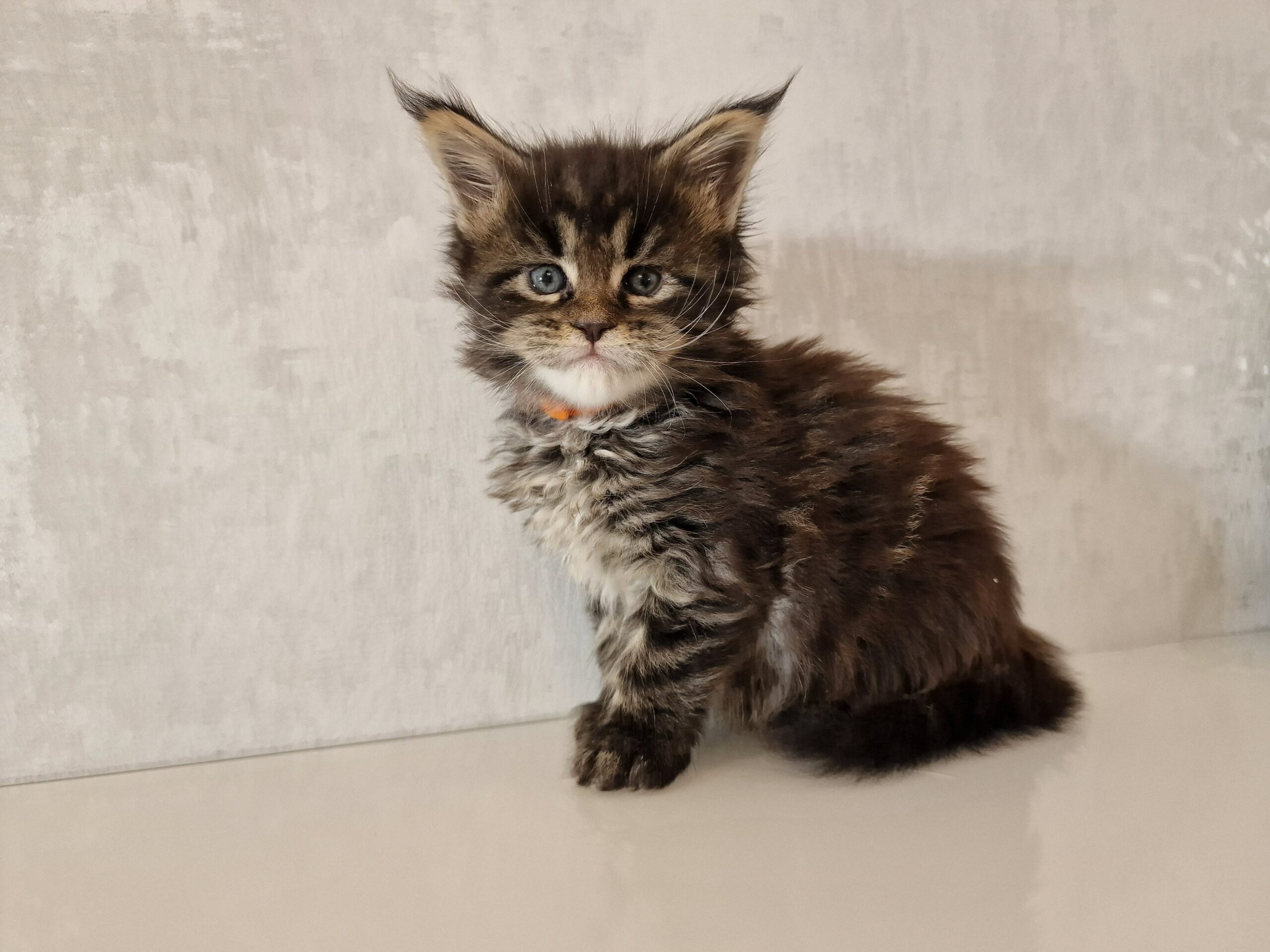 SE*Ferox Lynx Cassili SE*Ferox Lynx Cassili, 5 veckor