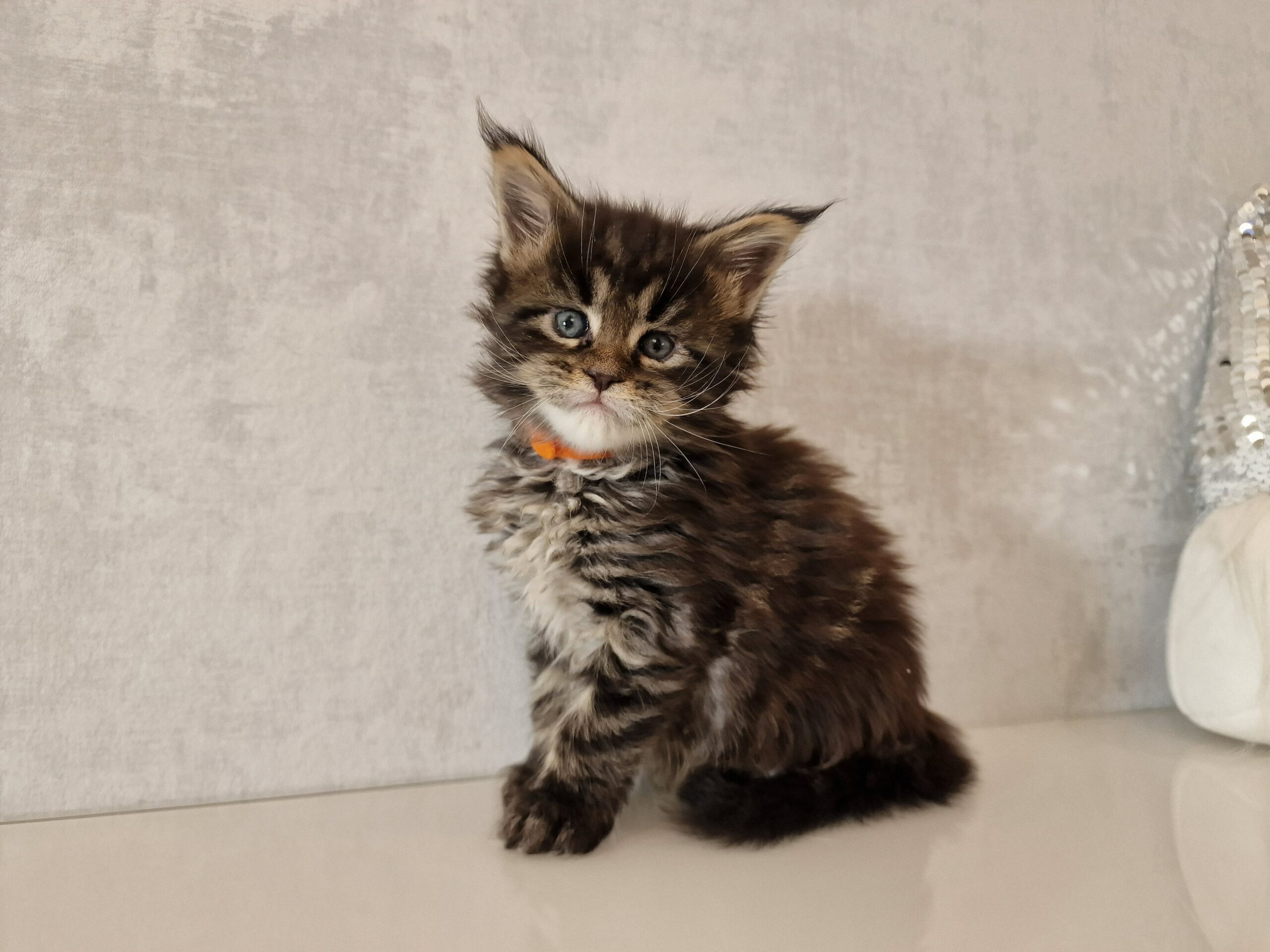 SE*Ferox Lynx Cassili SE*Ferox Lynx Cassili, 5 veckor