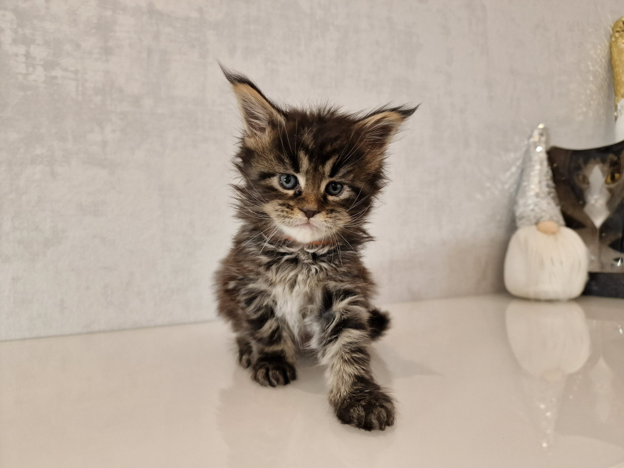 SE*Ferox Lynx Cassili SE*Ferox Lynx Cassili, 5 veckor