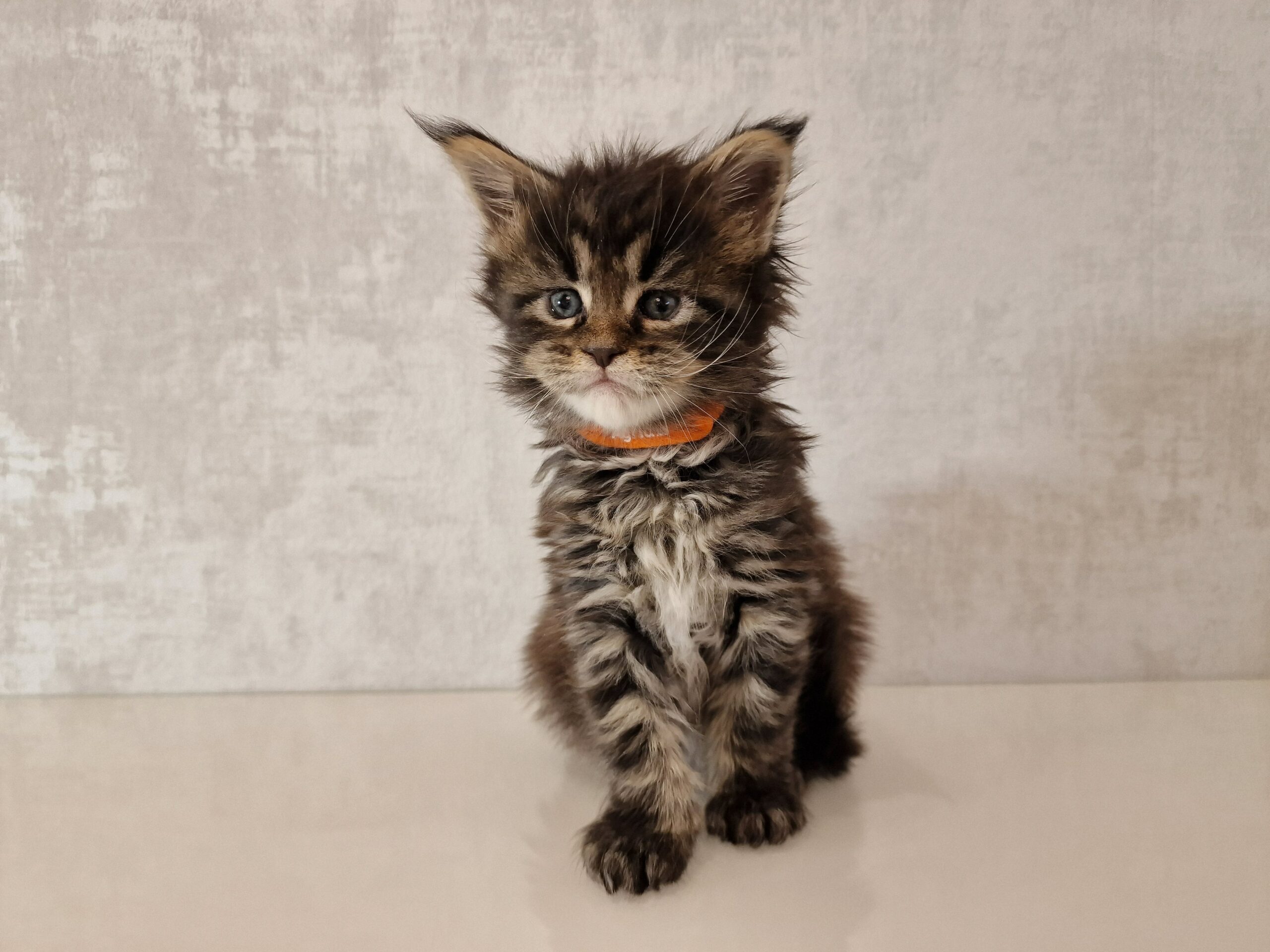 SE*Ferox Lynx Cassili SE*Ferox Lynx Cassili, 5 veckor