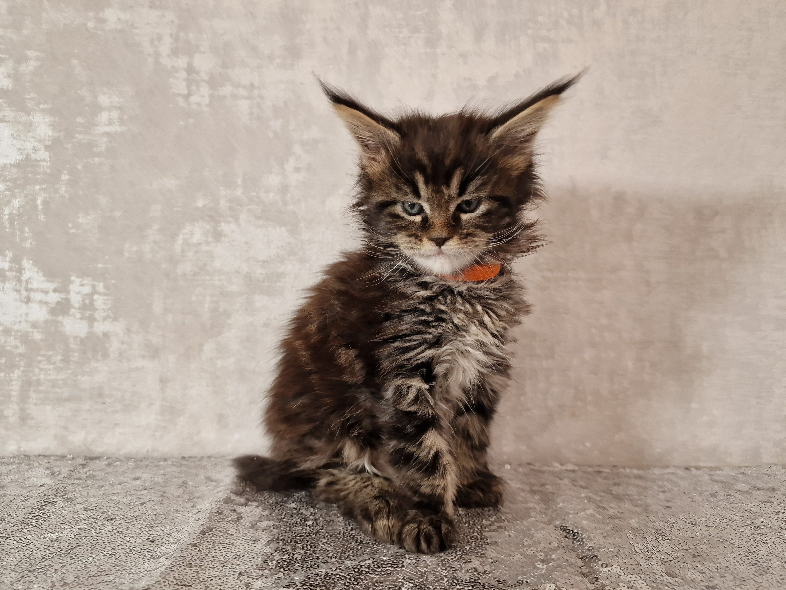 SE*Ferox Lynx Cassili SE*Ferox Lynx Cassili, 6 veckor