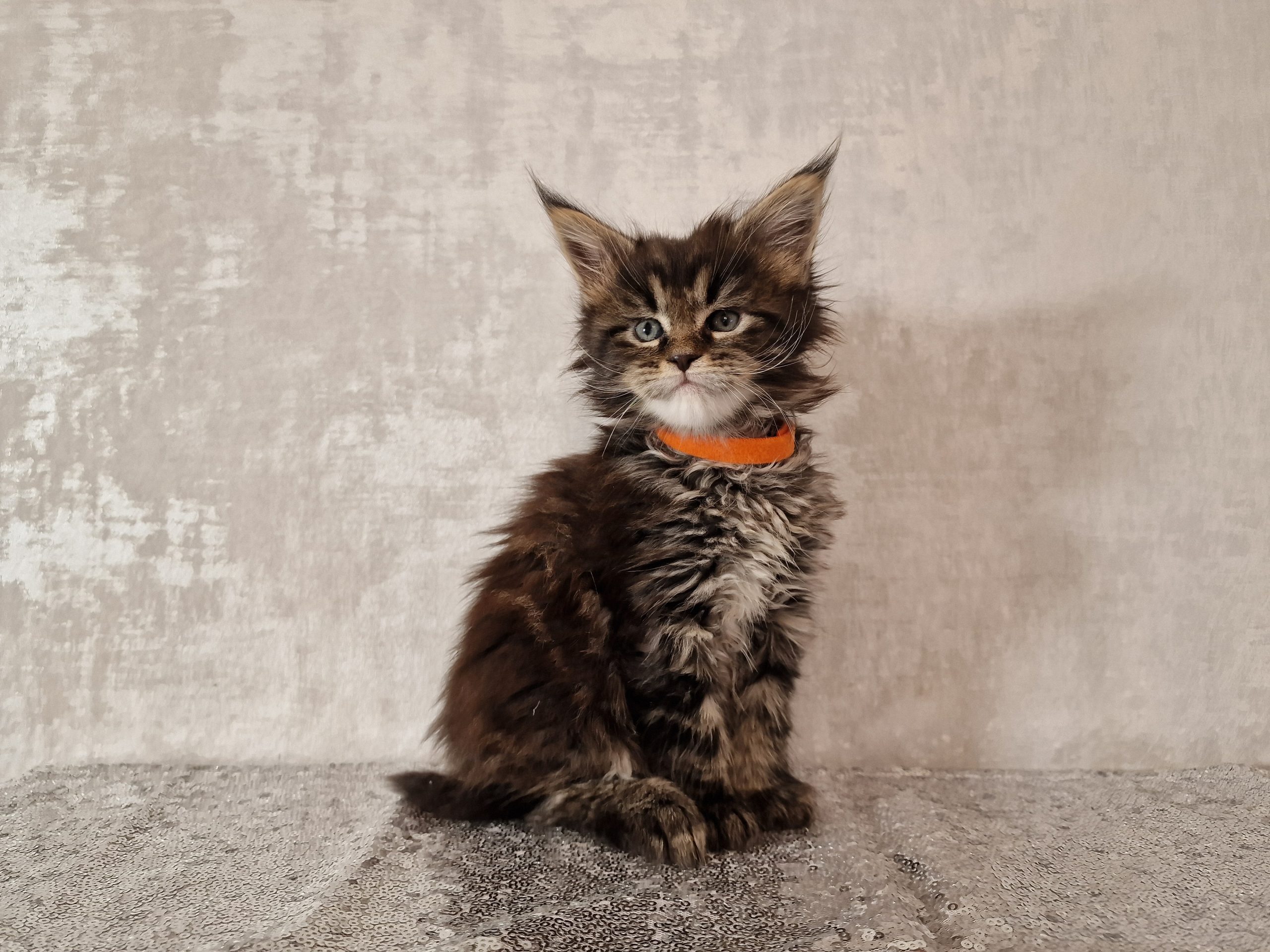 SE*Ferox Lynx Cassili SE*Ferox Lynx Cassili, 6 veckor
