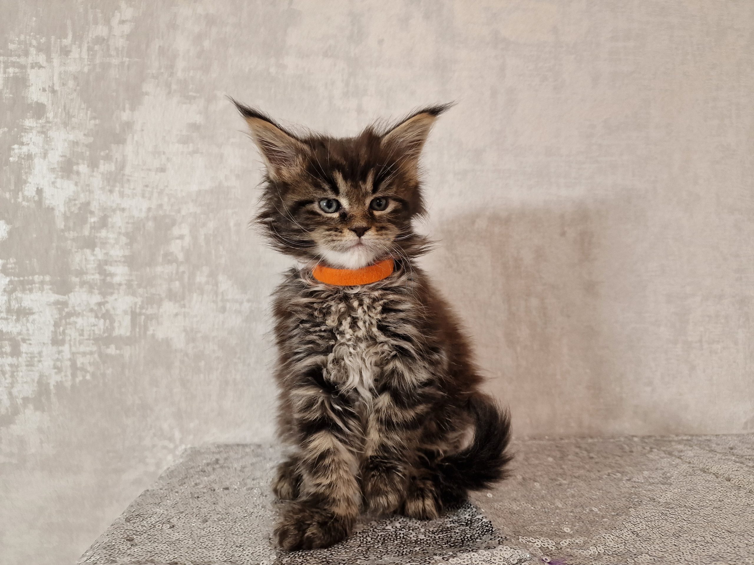 SE*Ferox Lynx Cassili SE*Ferox Lynx Cassili, 6 veckor