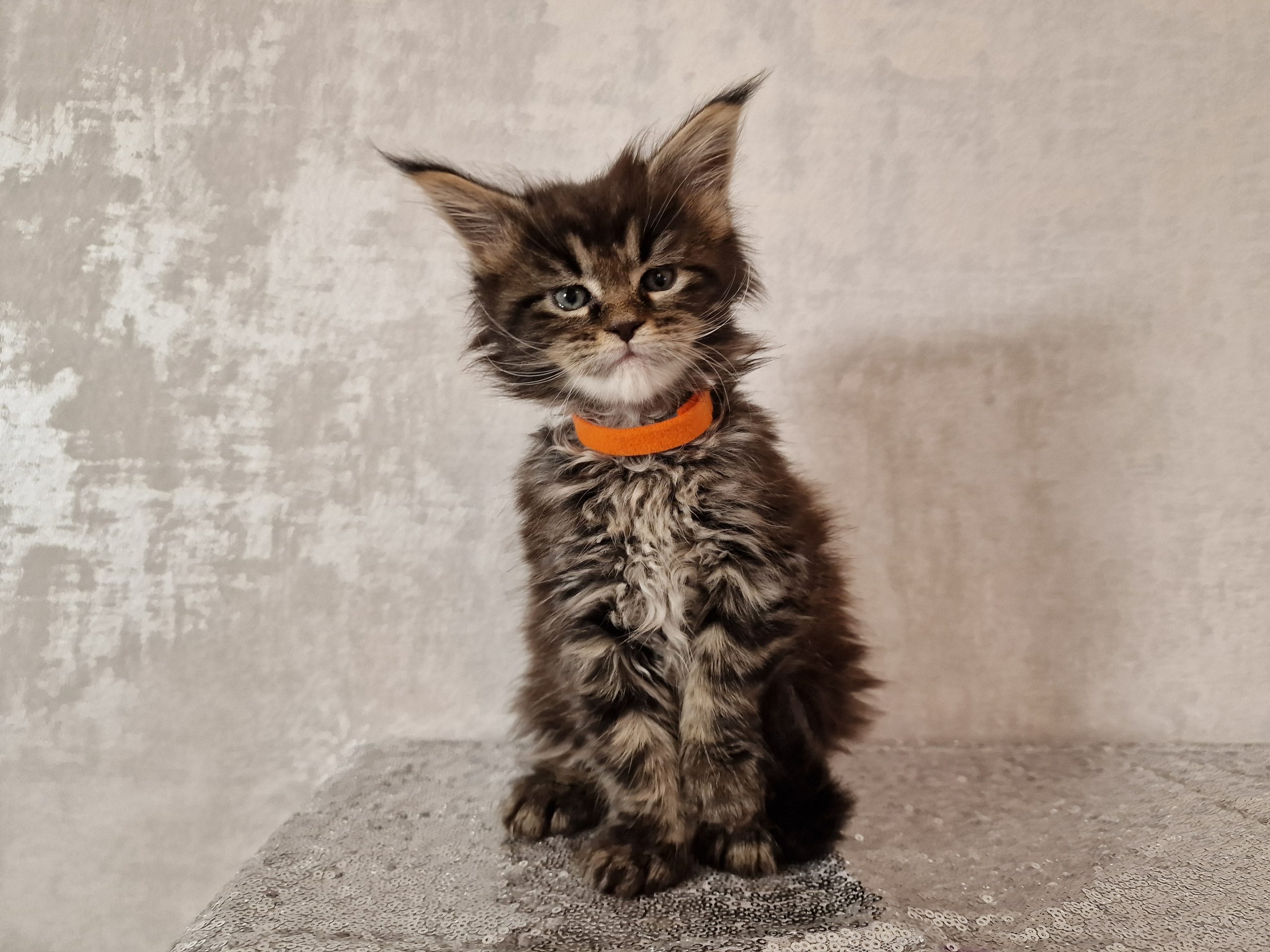 SE*Ferox Lynx Cassili SE*Ferox Lynx Cassili, 6 veckor