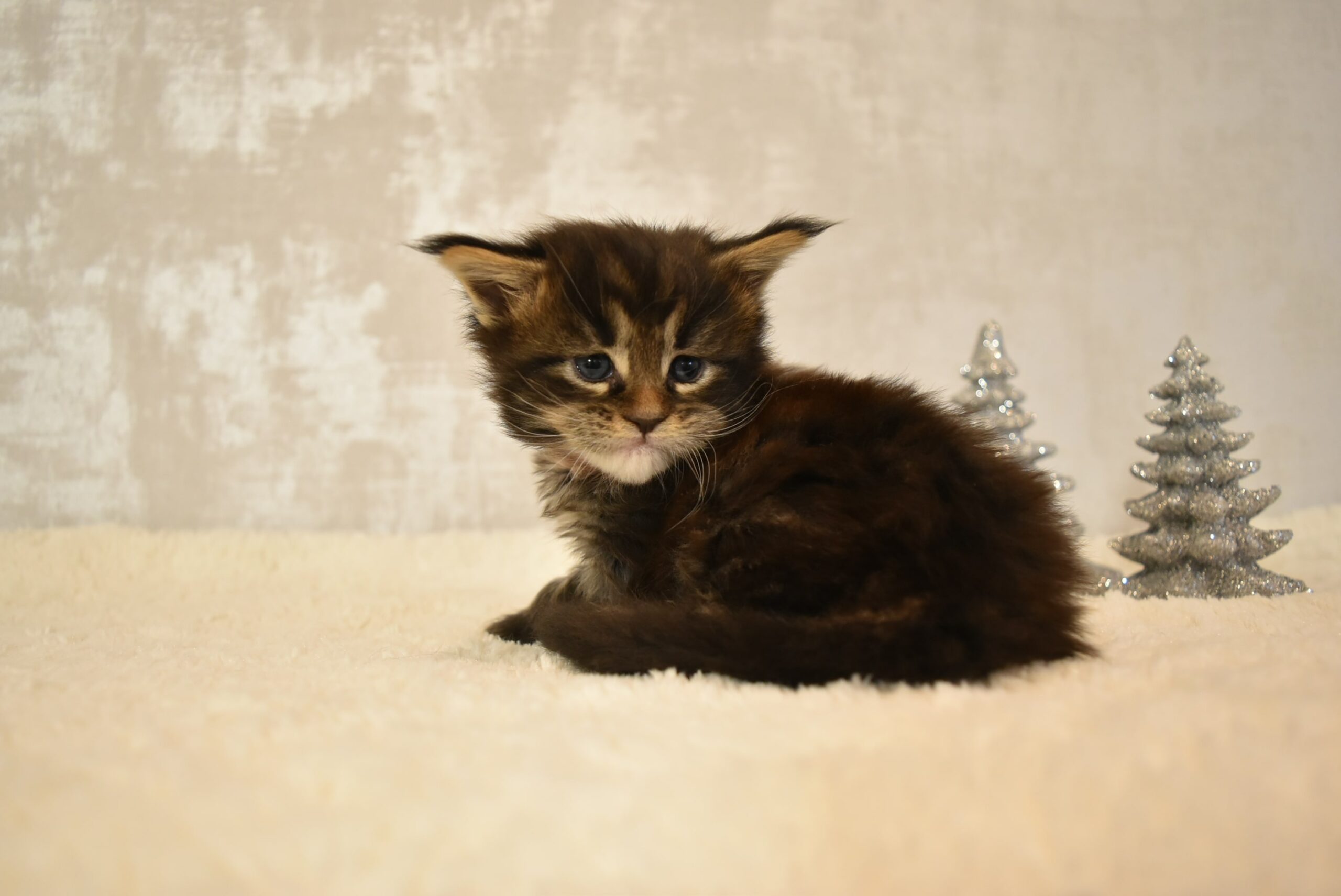 SE*Ferox Lynx Cassili SE*Ferox Lynx Cassili, 4 veckor