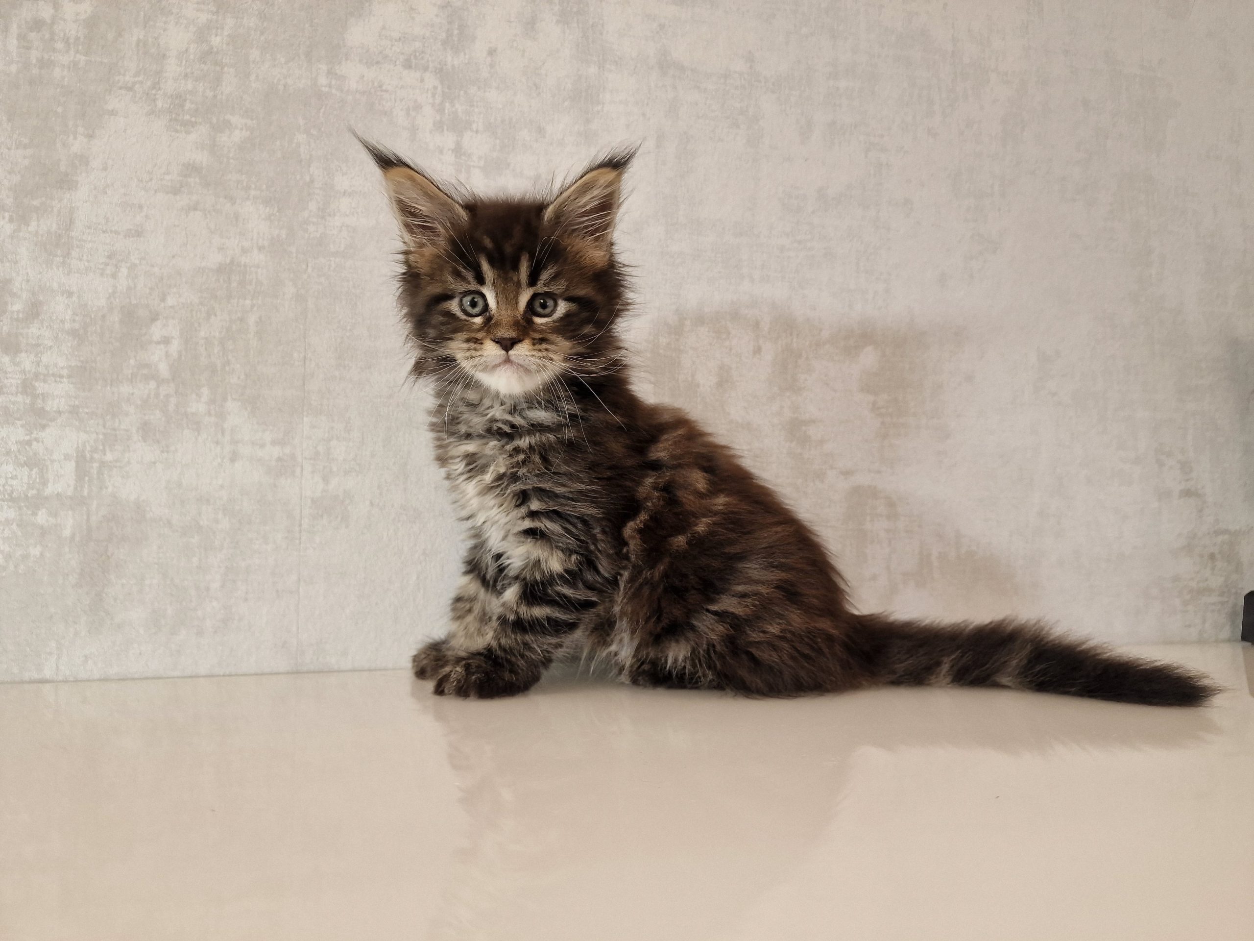SE*Ferox Lynx Cassili SE*Ferox Lynx Cassili, 7 veckor