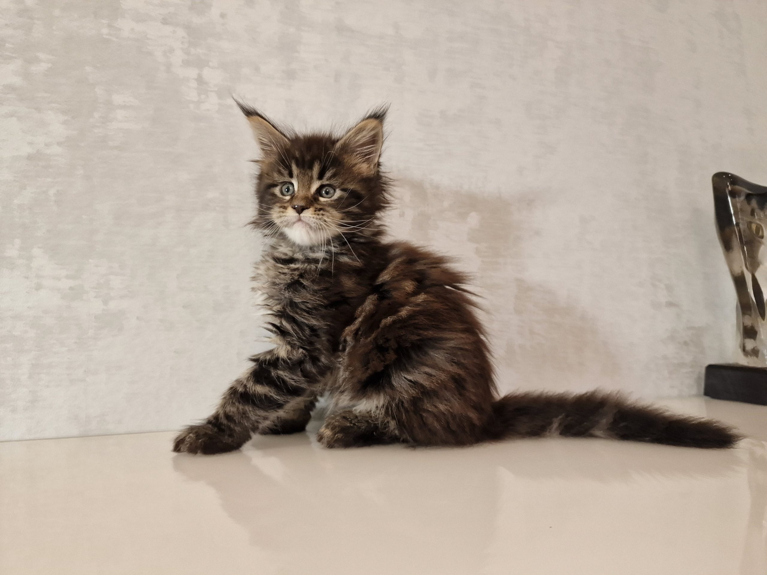 SE*Ferox Lynx Cassili SE*Ferox Lynx Cassili, 7 veckor