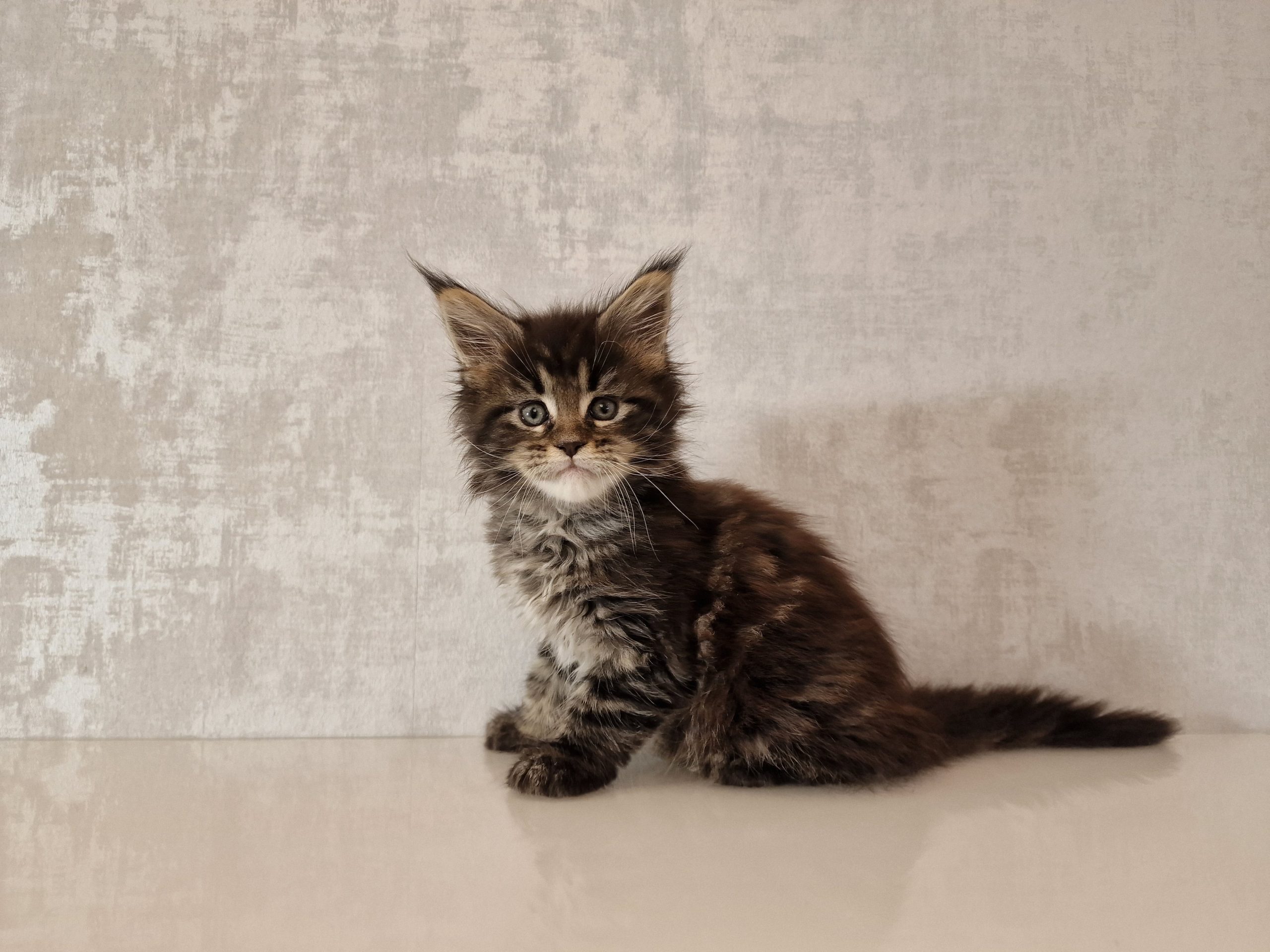 SE*Ferox Lynx Cassili SE*Ferox Lynx Cassili, 7 veckor
