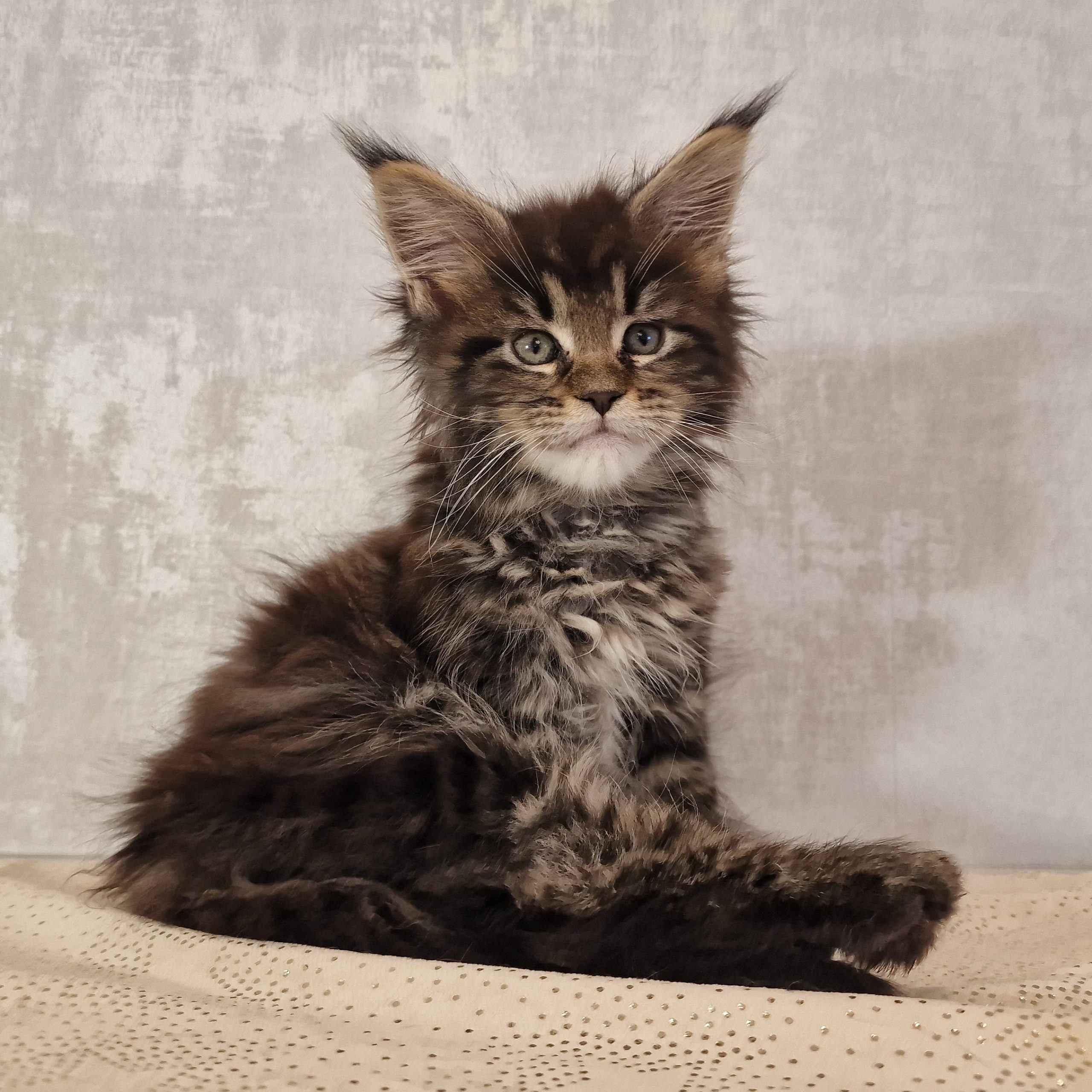 SE*Ferox Lynx Cassili SE*Ferox Lynx Cassili, 8 veckor
