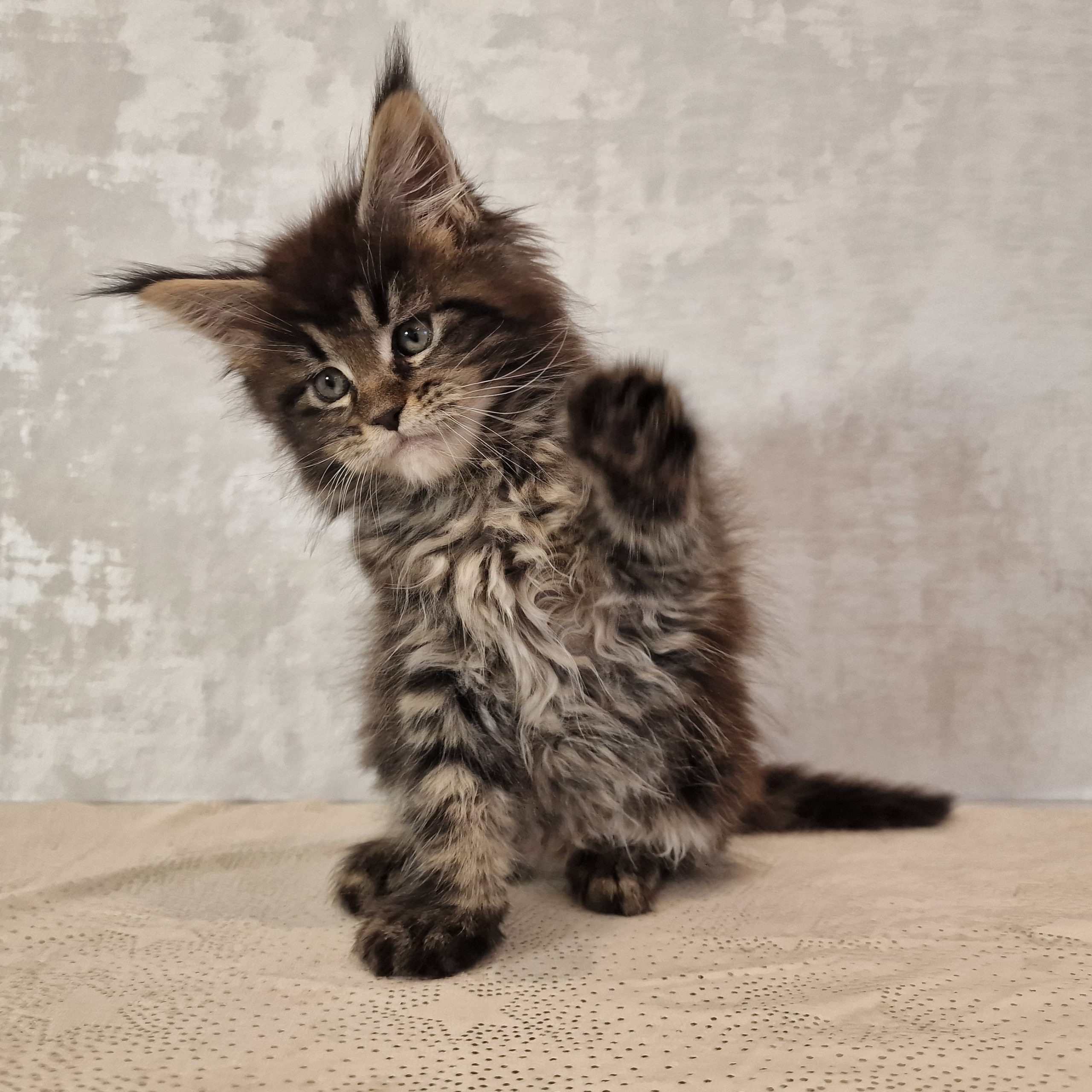 SE*Ferox Lynx Cassili SE*Ferox Lynx Cassili, 8 veckor