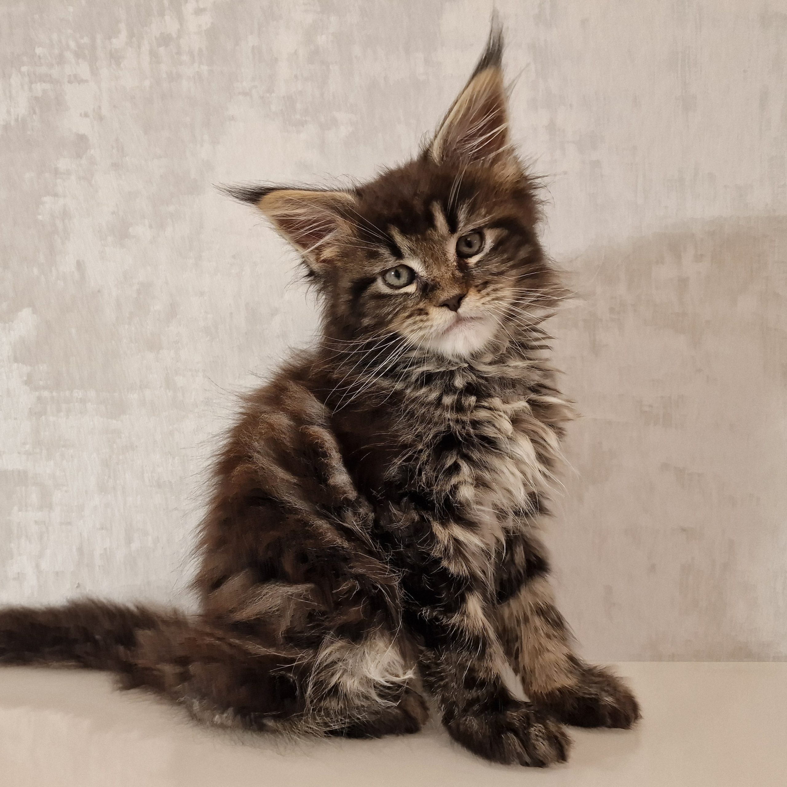 SE*Ferox Lynx Cassili SE*Ferox Lynx Cassili, 8 veckor