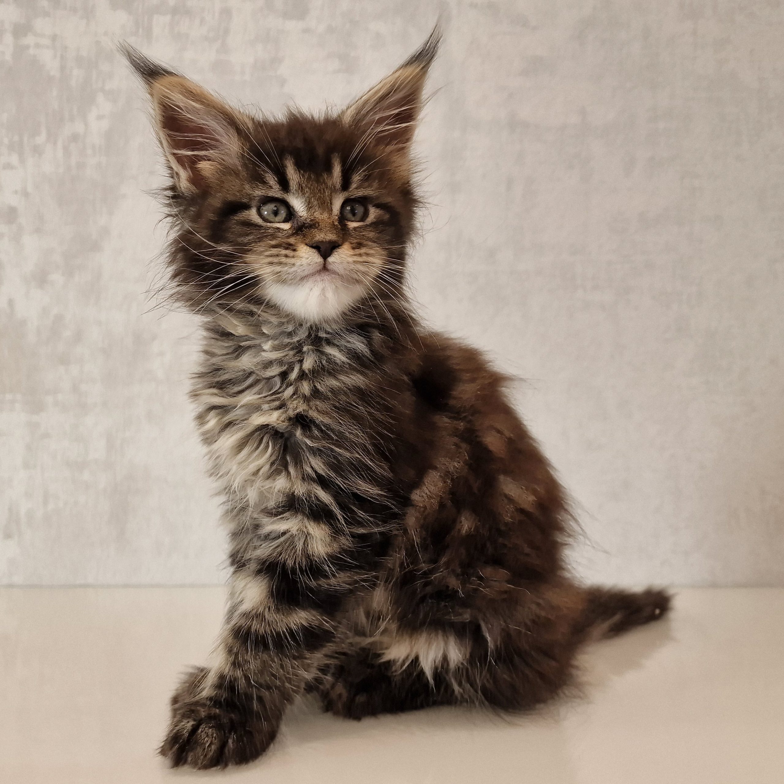 SE*Ferox Lynx Cassili SE*Ferox Lynx Cassili, 8 veckor