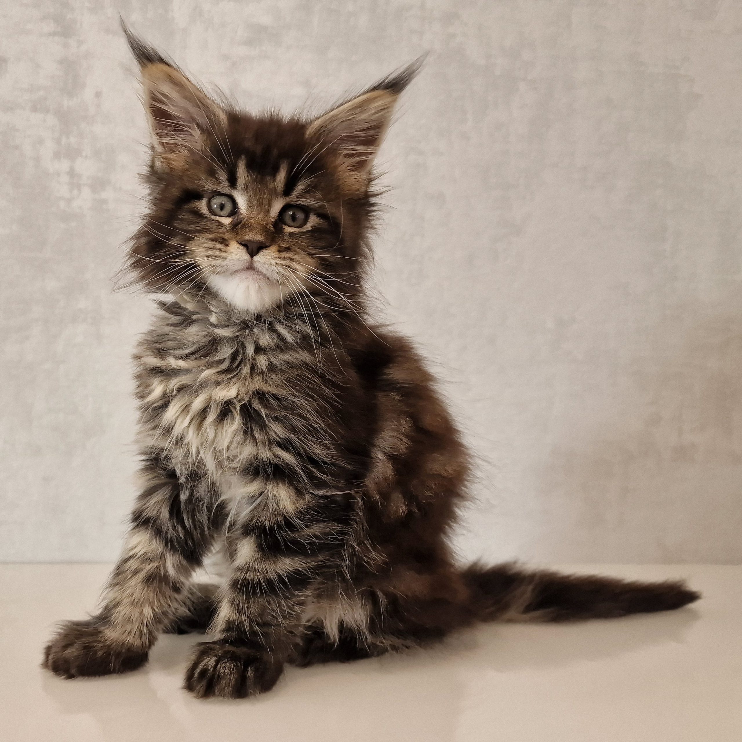 SE*Ferox Lynx Cassili SE*Ferox Lynx Cassili, 8 veckor