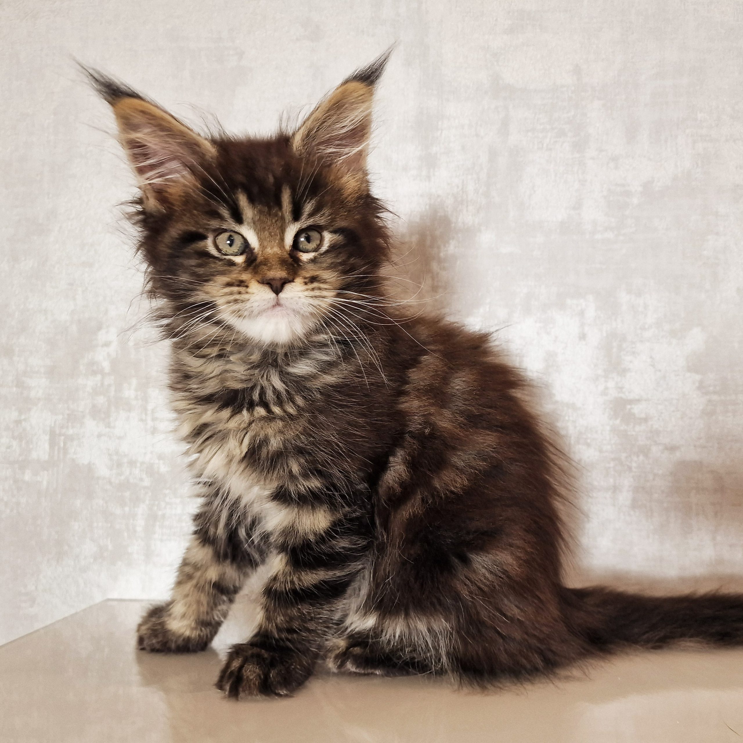 SE*Ferox Lynx Cassili SE*Ferox Lynx Cassili, 9 veckor