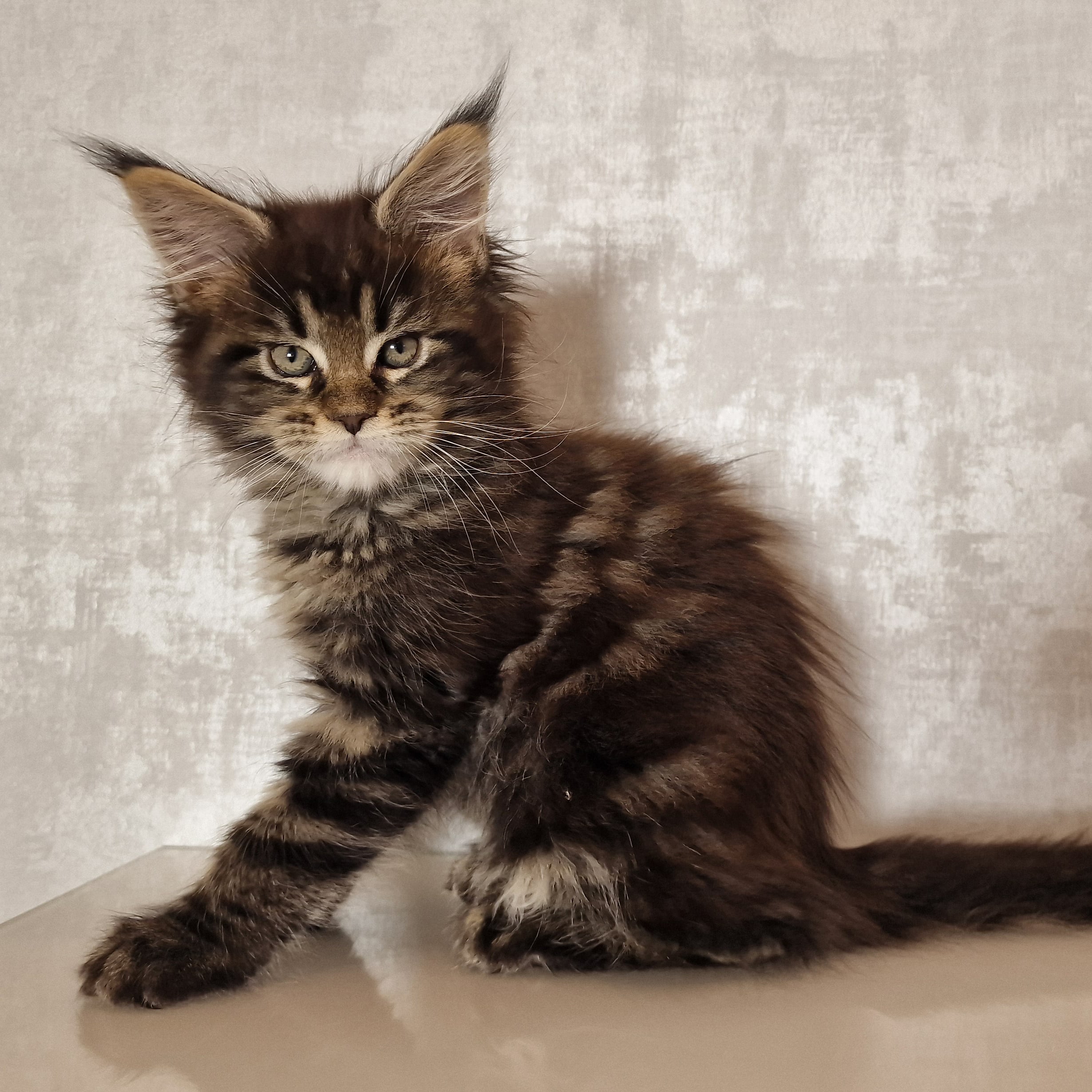 SE*Ferox Lynx Cassili SE*Ferox Lynx Cassili, 9 veckor