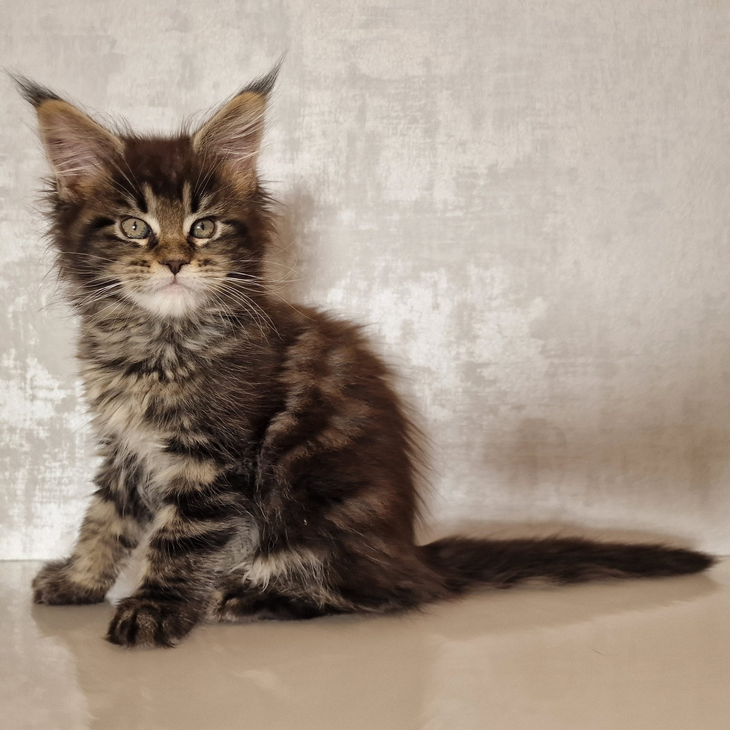 SE*Ferox Lynx Cassili SE*Ferox Lynx Cassili, 9 veckor
