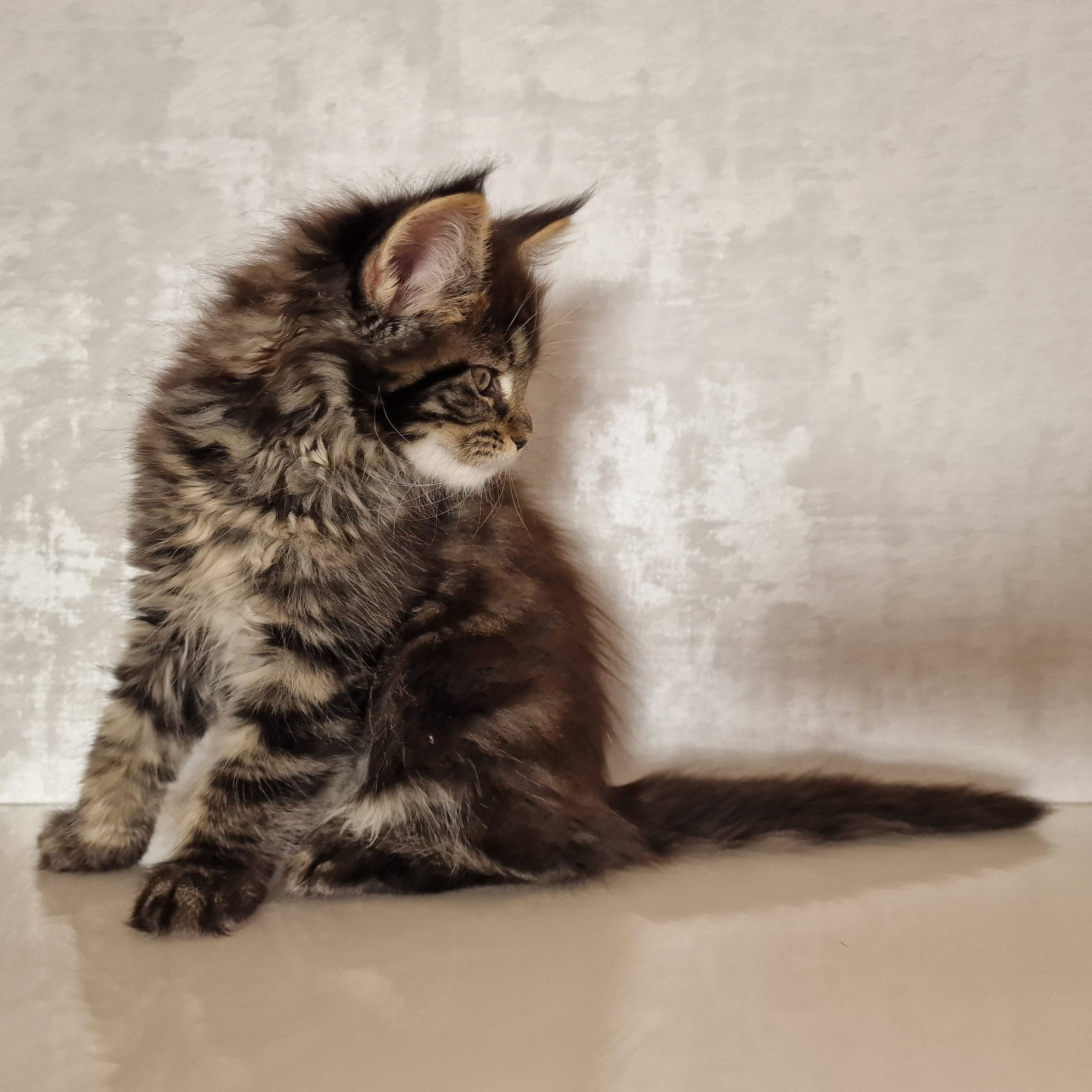 SE*Ferox Lynx Cassili SE*Ferox Lynx Cassili, 9 veckor