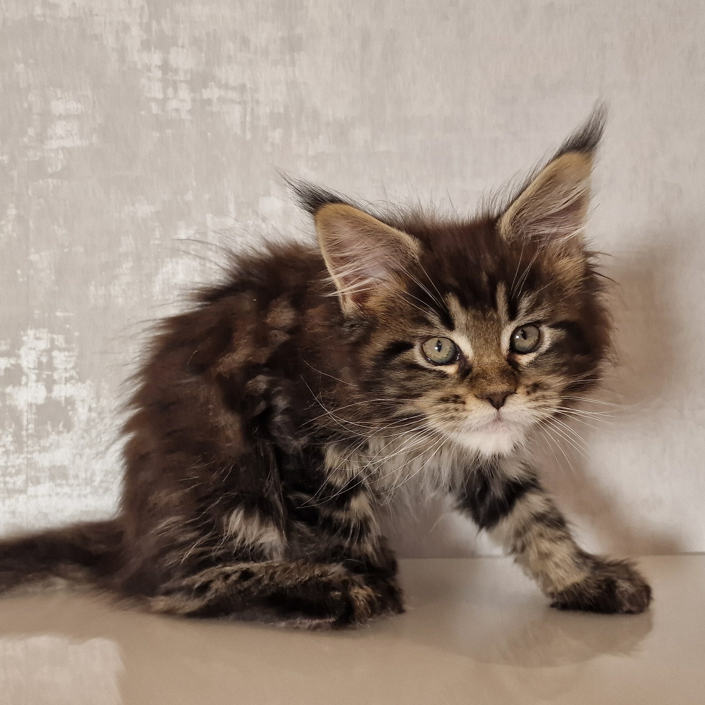 SE*Ferox Lynx Cassili SE*Ferox Lynx Cassili, 9 veckor