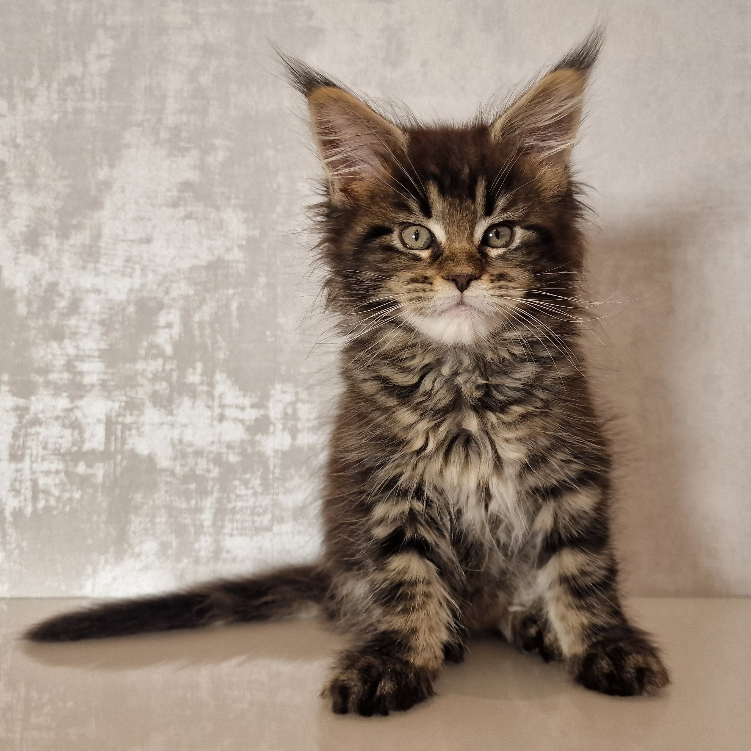 SE*Ferox Lynx Cassili SE*Ferox Lynx Cassili, 9 veckor