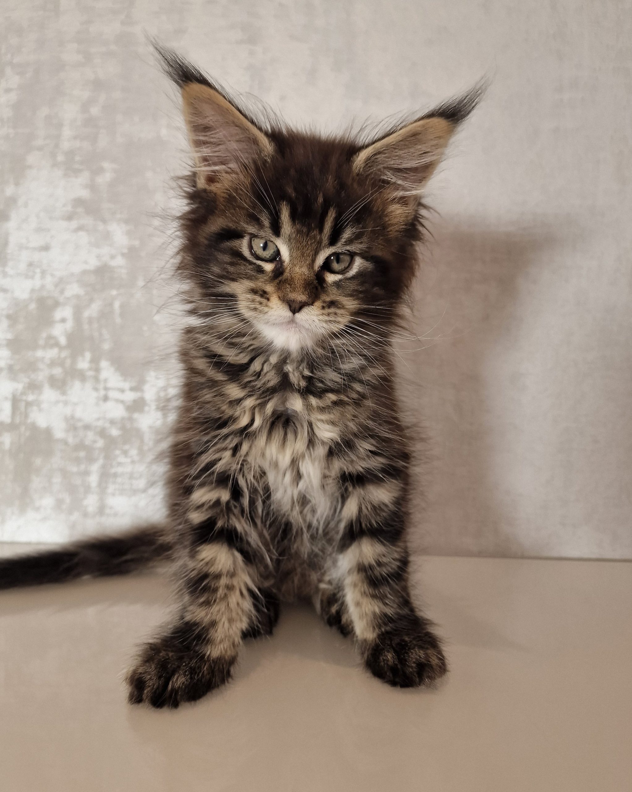 SE*Ferox Lynx Cassili SE*Ferox Lynx Cassili, 9 veckor