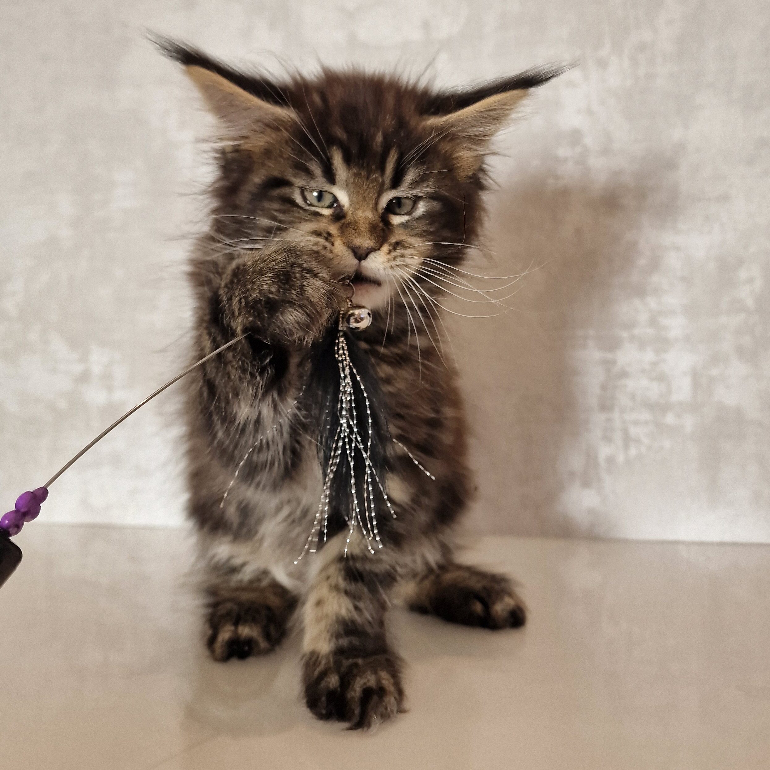 SE*Ferox Lynx Cassili SE*Ferox Lynx Cassili, 9 veckor