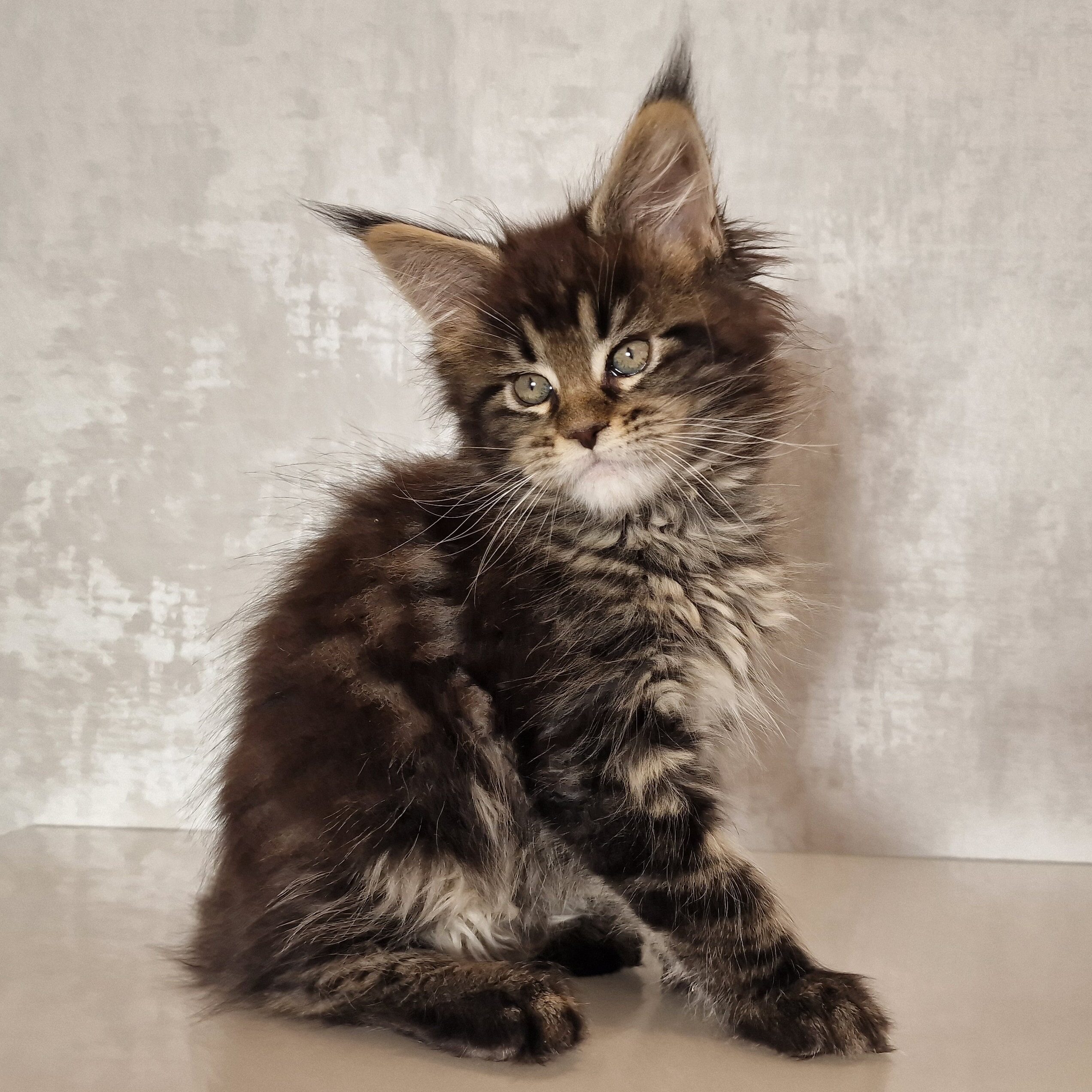 SE*Ferox Lynx Cassili SE*Ferox Lynx Cassili, 9 veckor