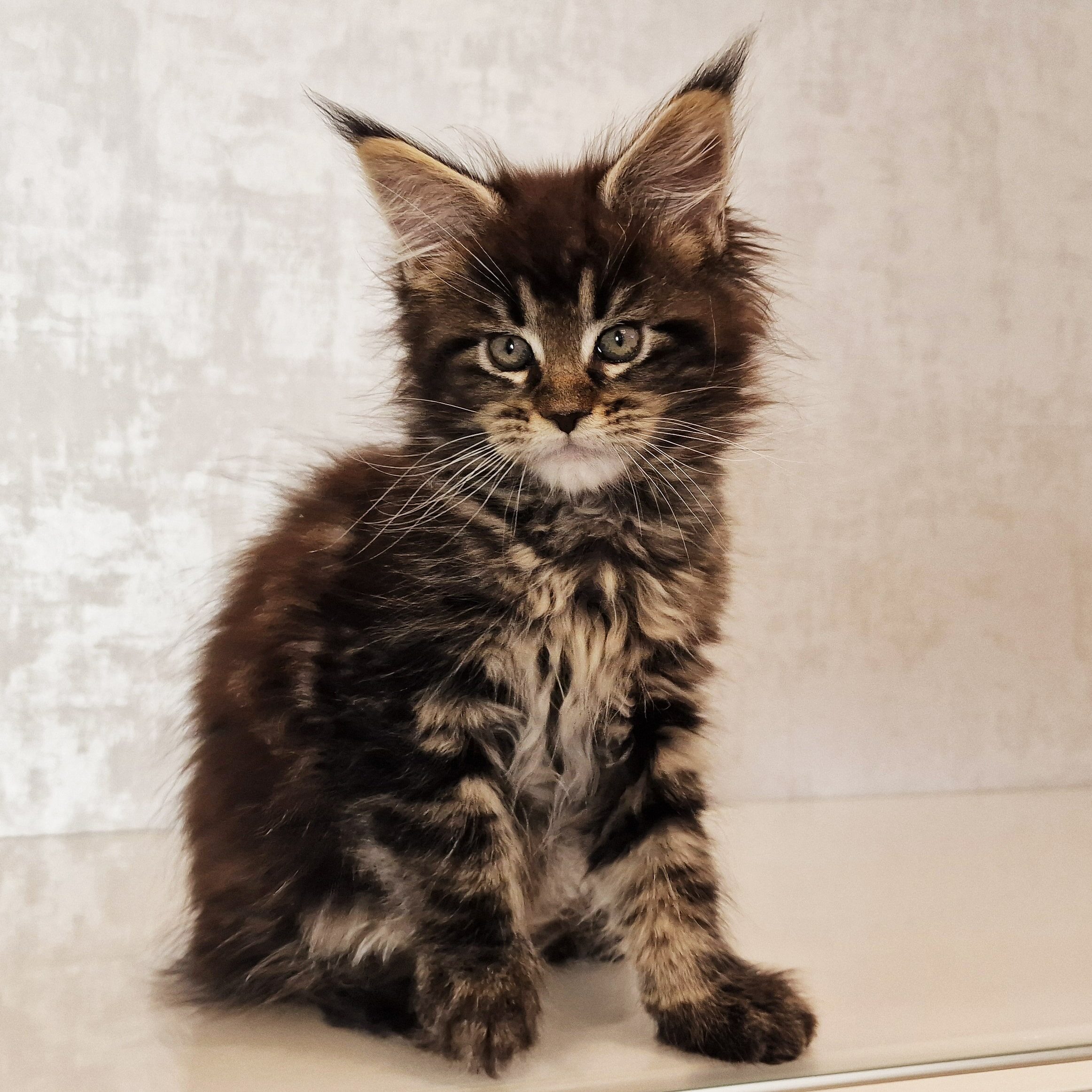 SE*Ferox Lynx Cassili SE*Ferox Lynx Cassili, 9 veckor