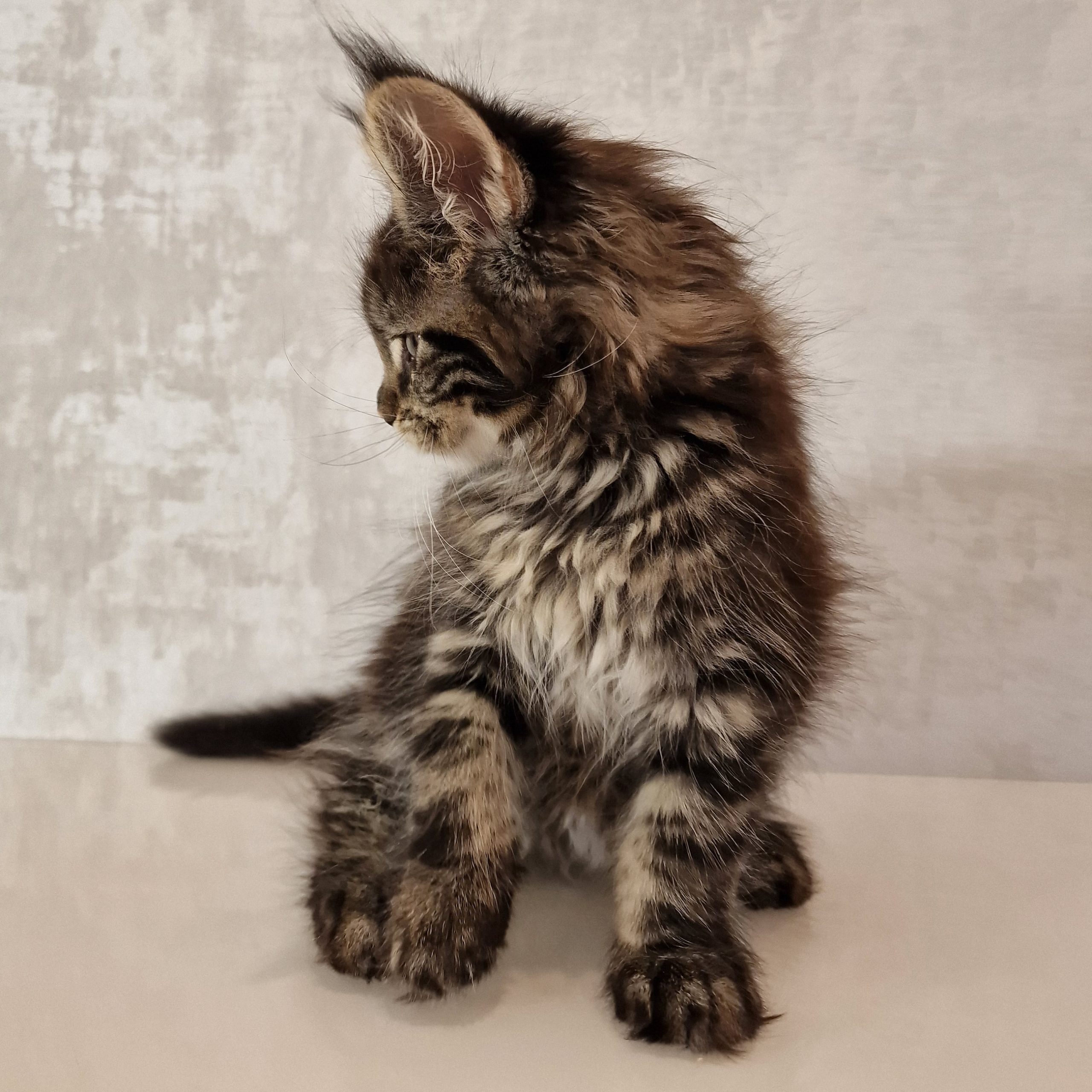 SE*Ferox Lynx Cassili SE*Ferox Lynx Cassili, 10 veckor
