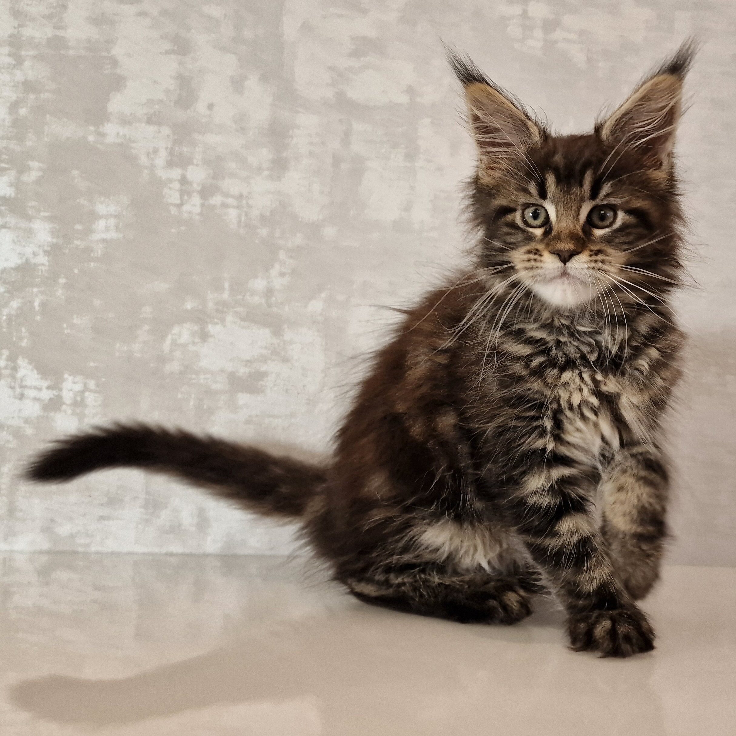 SE*Ferox Lynx Cassili SE*Ferox Lynx Cassili, 10 veckor