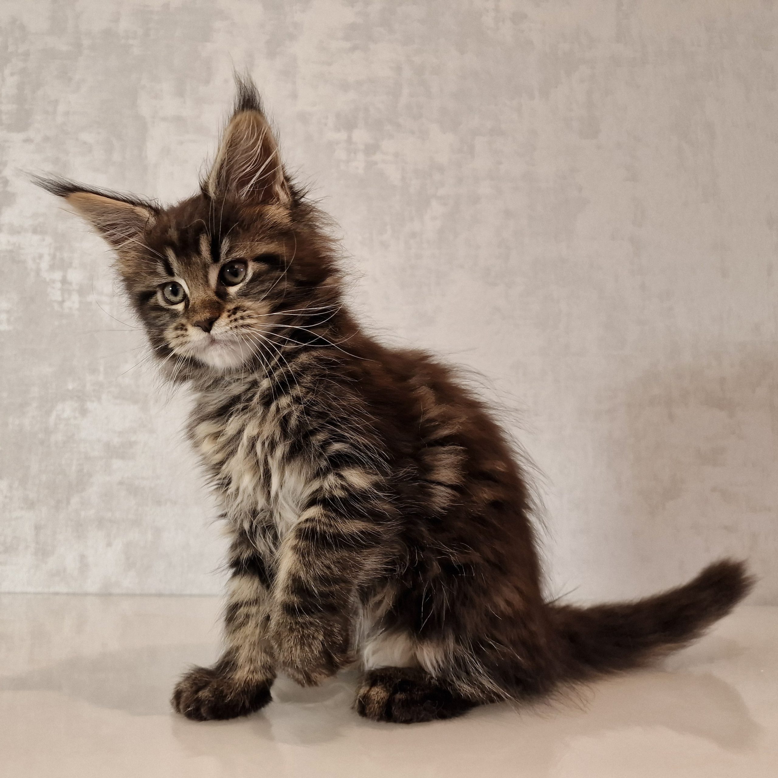 SE*Ferox Lynx Cassili SE*Ferox Lynx Cassili, 10 veckor