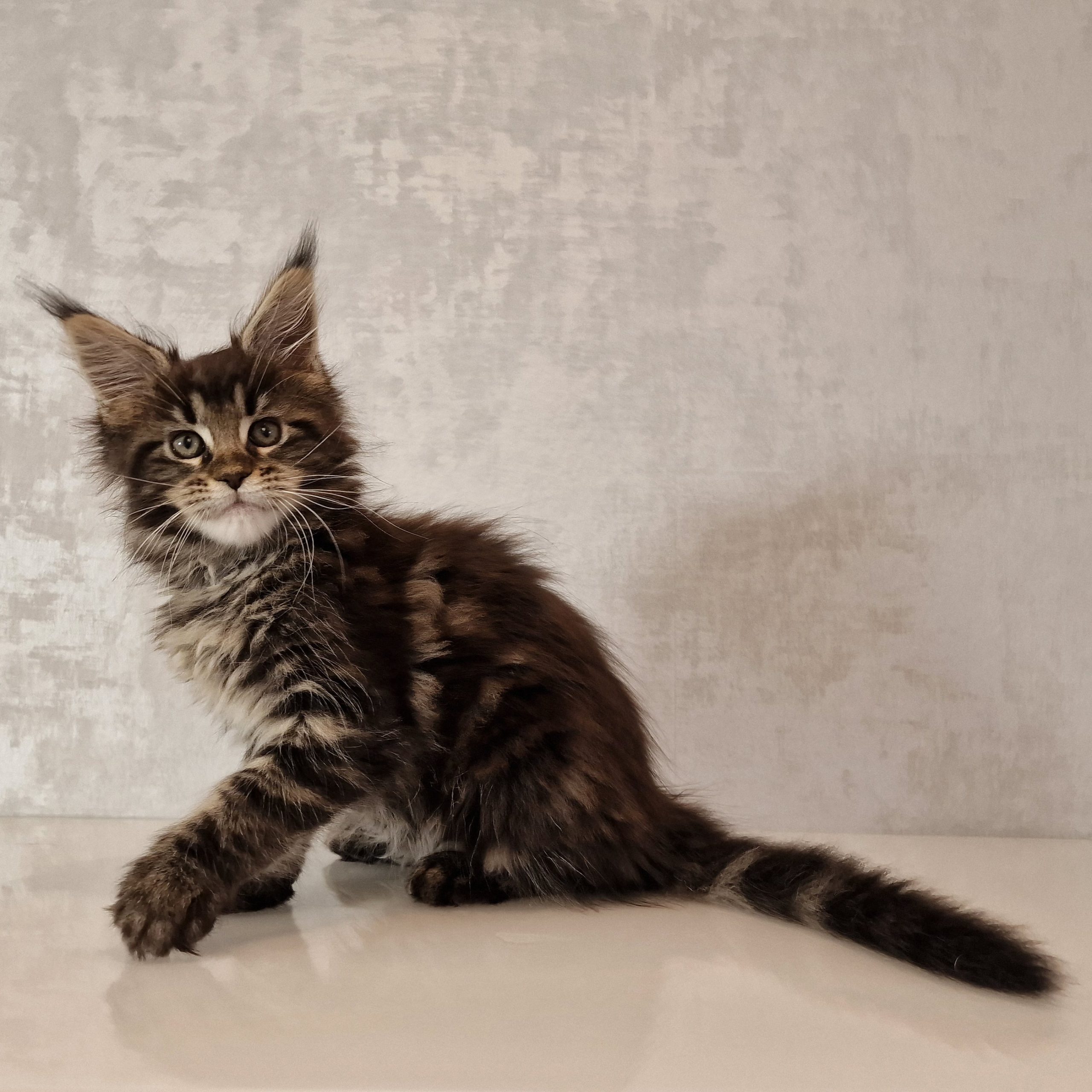 SE*Ferox Lynx Cassili SE*Ferox Lynx Cassili, 10 veckor