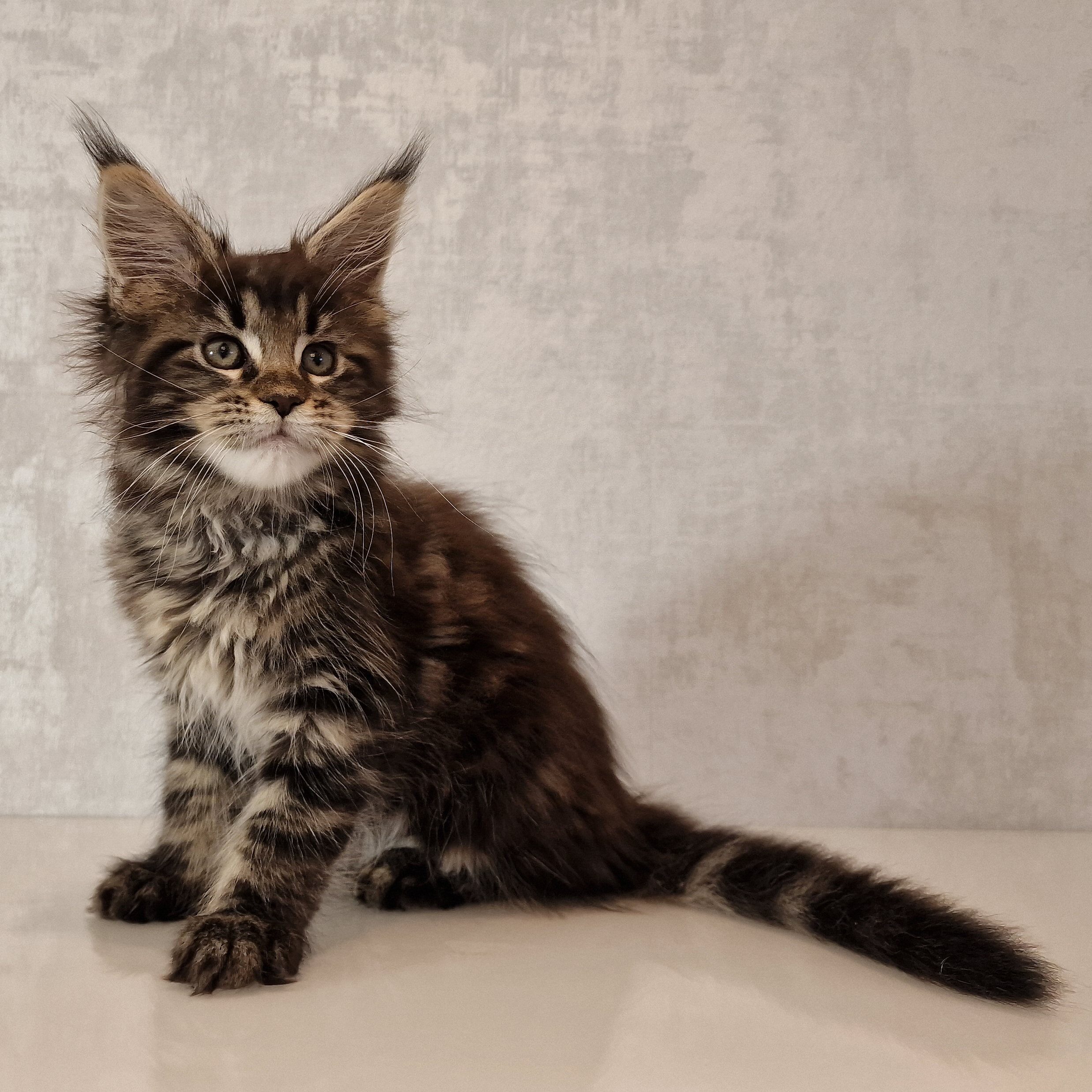 SE*Ferox Lynx Cassili SE*Ferox Lynx Cassili, 10 veckor