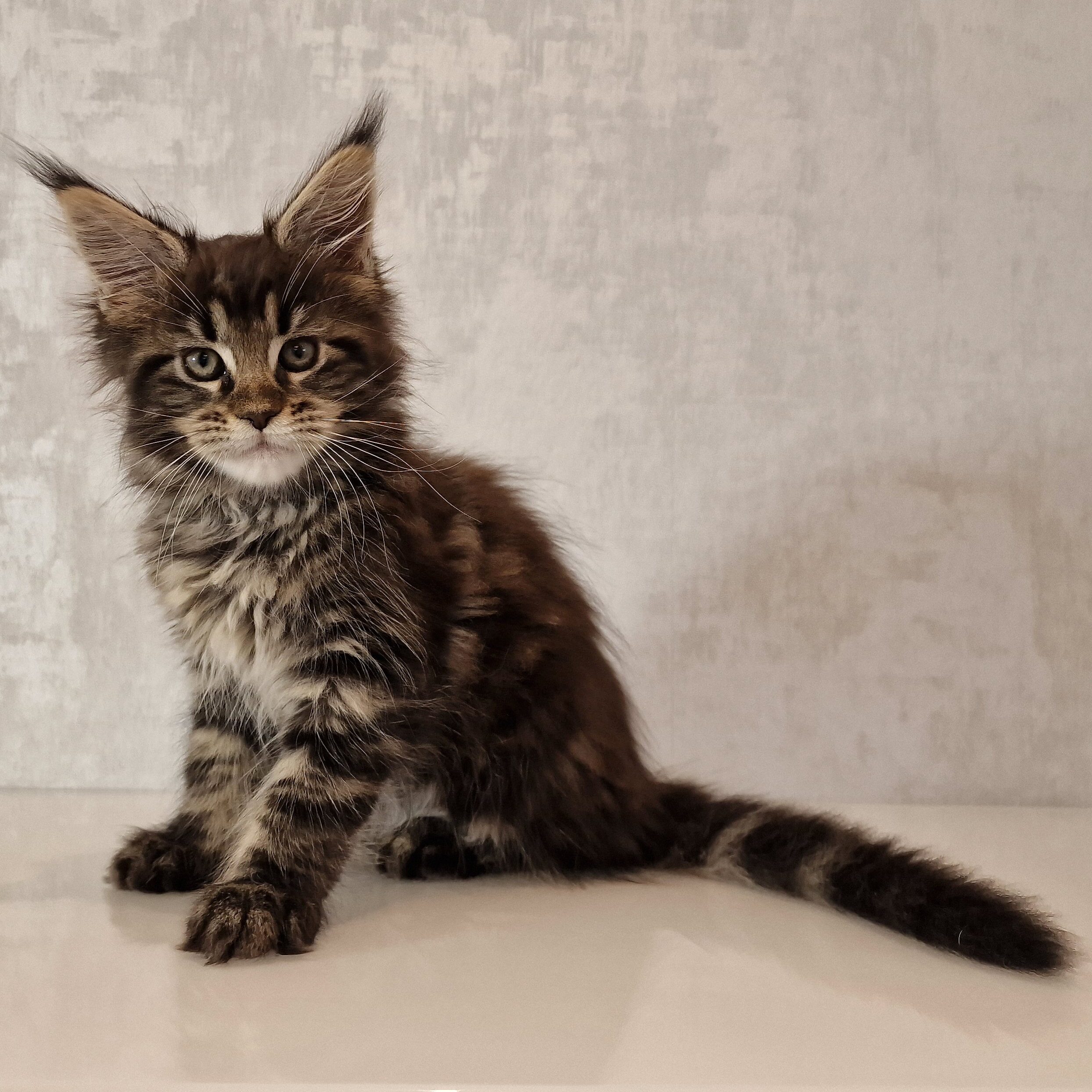 SE*Ferox Lynx Cassili SE*Ferox Lynx Cassili, 10 veckor