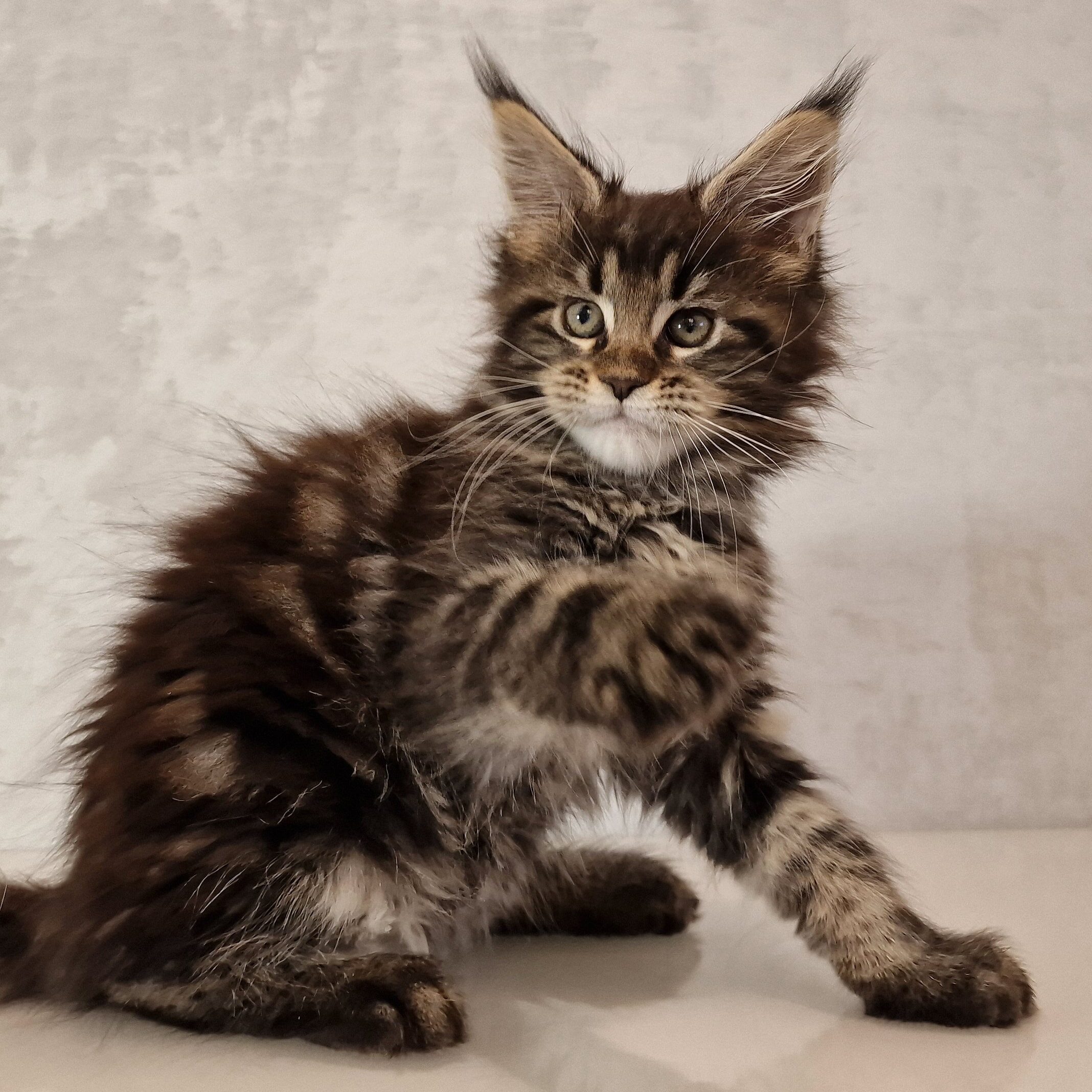 SE*Ferox Lynx Cassili SE*Ferox Lynx Cassili, 10 veckor