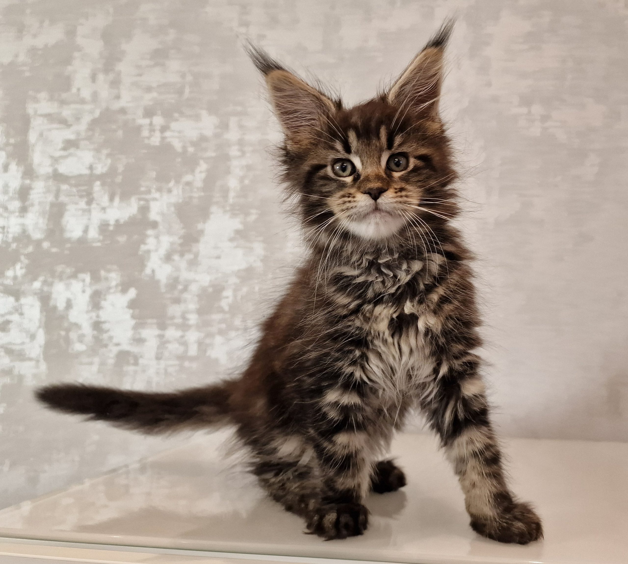 SE*Ferox Lynx Cassili SE*Ferox Lynx Cassili, 10 veckor