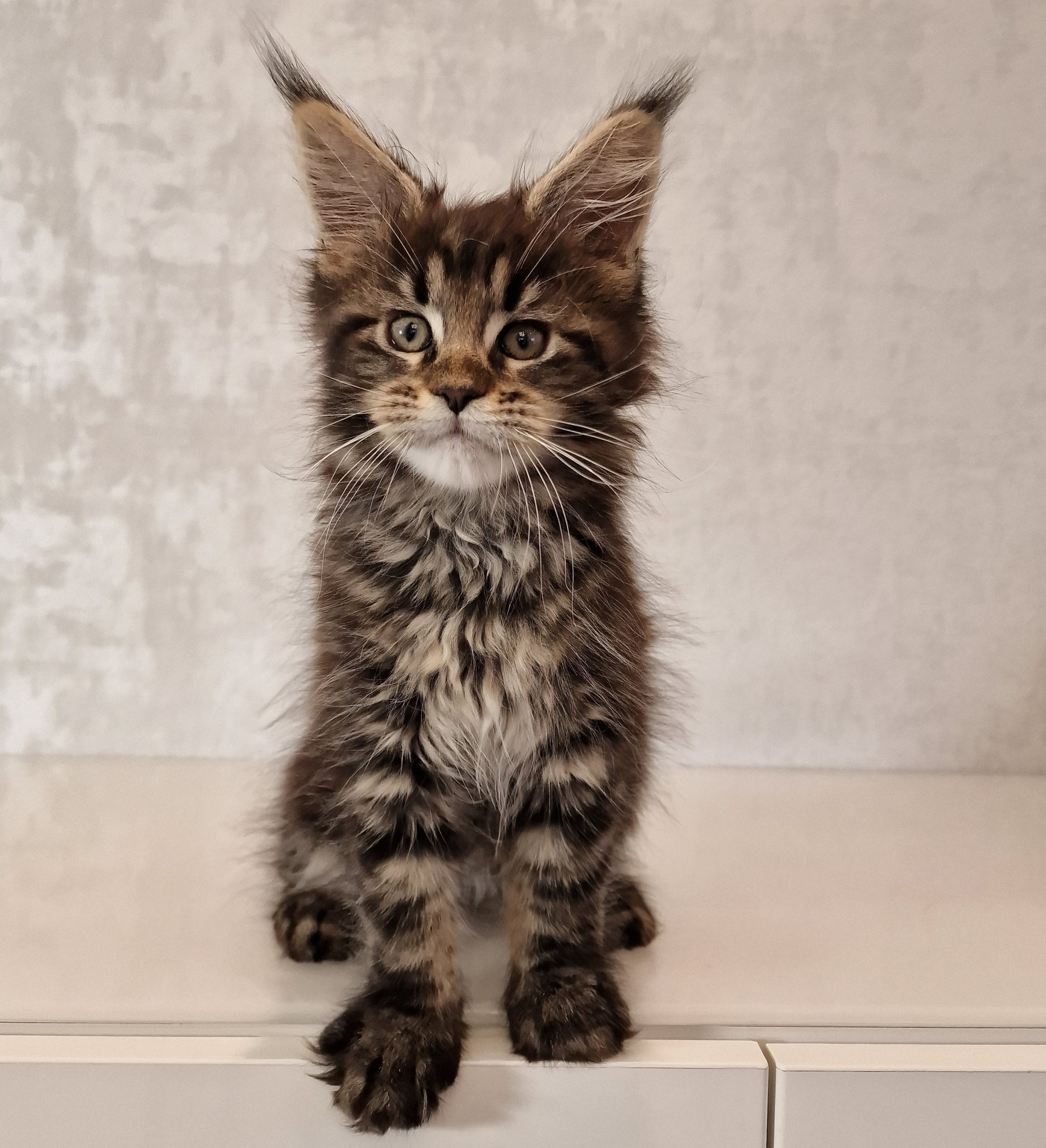 SE*Ferox Lynx Cassili SE*Ferox Lynx Cassili, 10 veckor