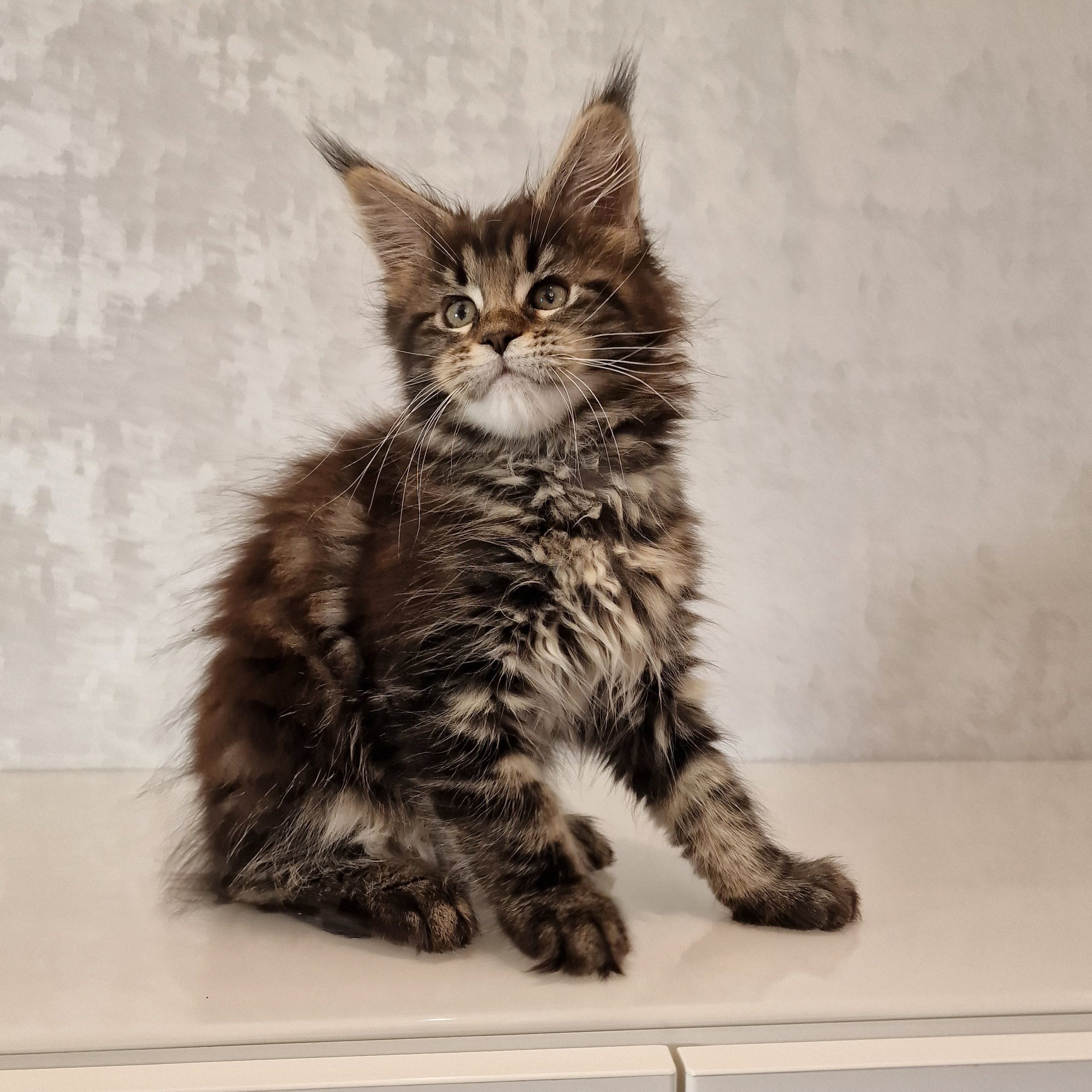 SE*Ferox Lynx Cassili SE*Ferox Lynx Cassili, 10 veckor