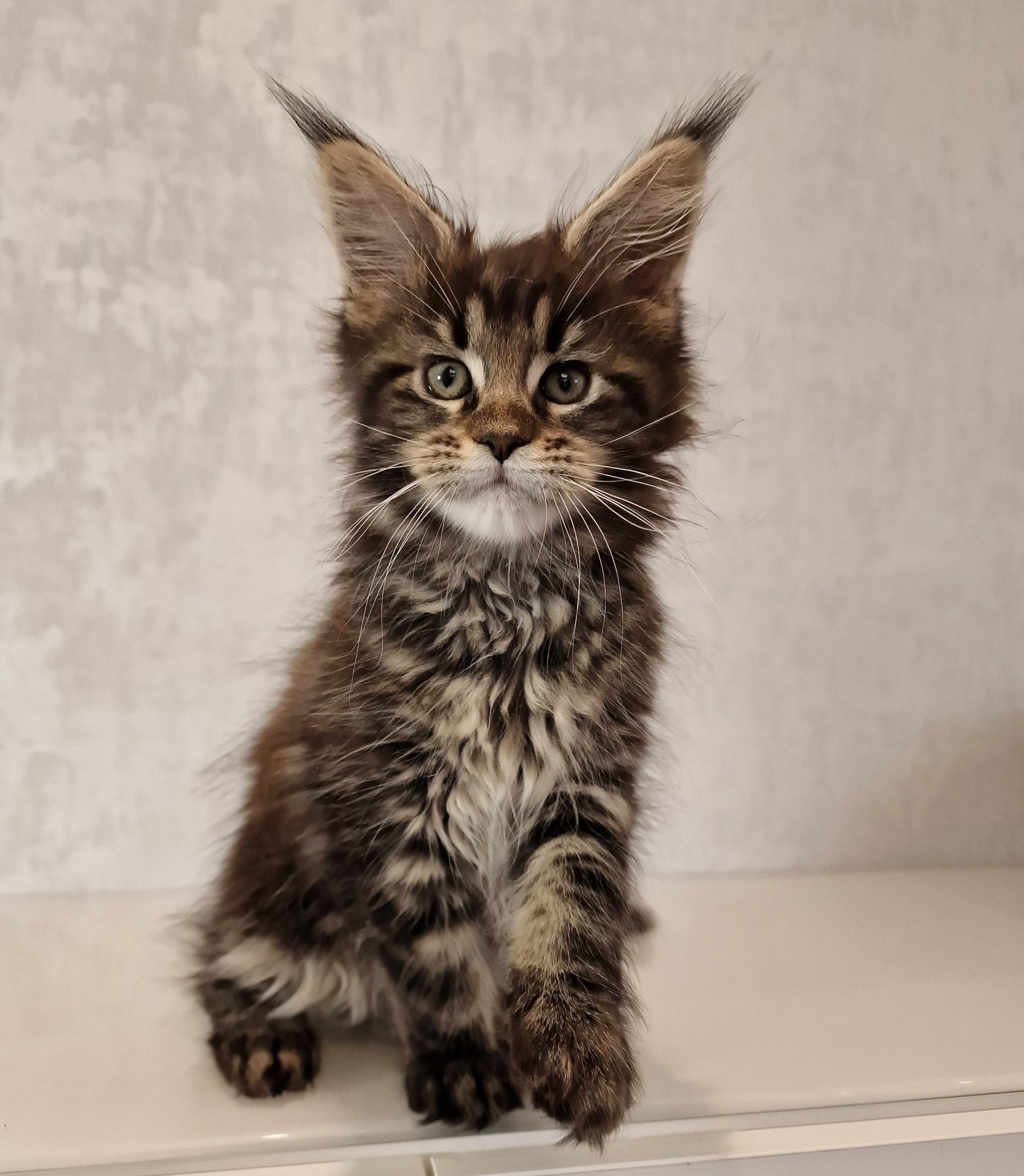 SE*Ferox Lynx Cassili SE*Ferox Lynx Cassili, 10 veckor