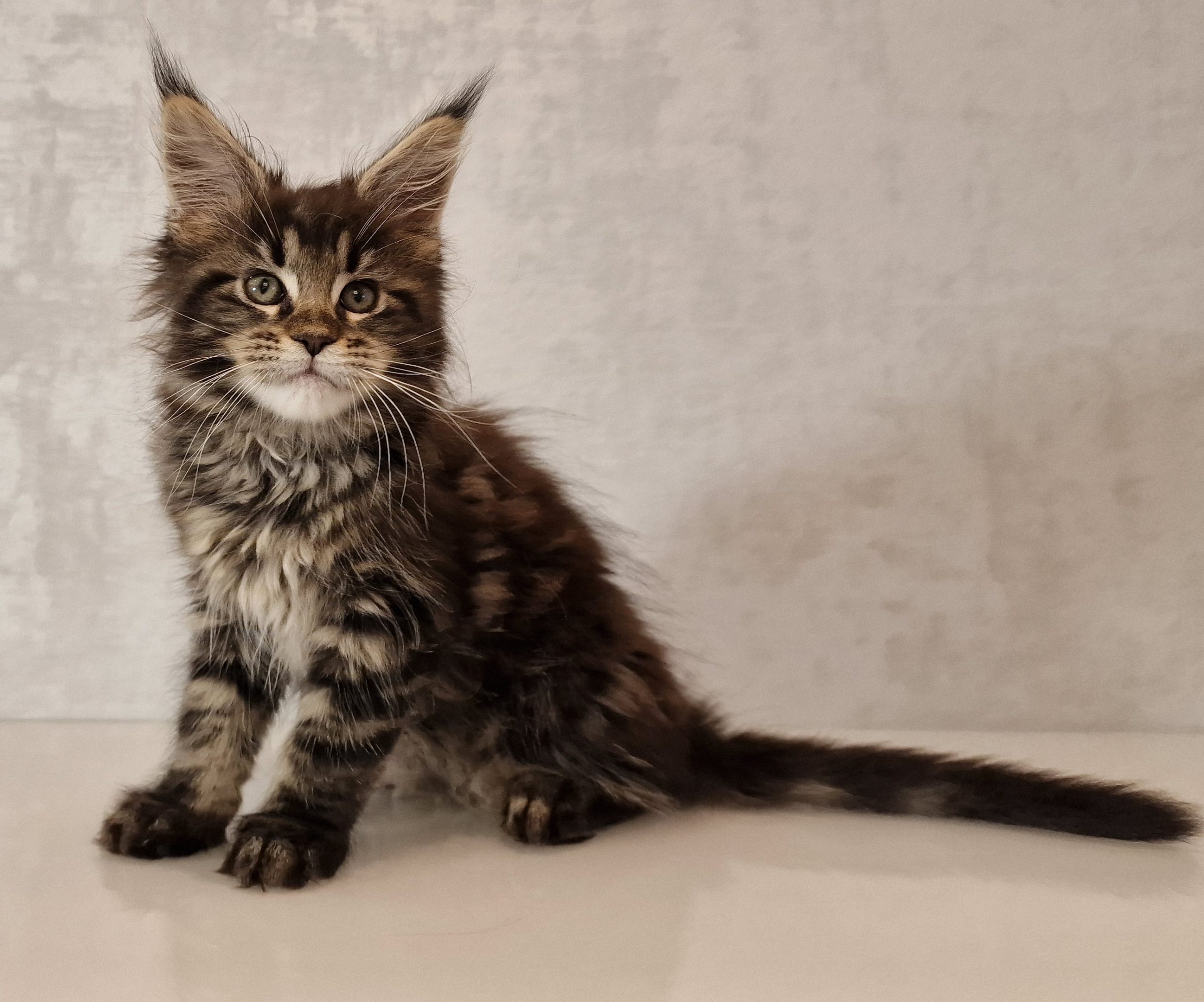 SE*Ferox Lynx Cassili SE*Ferox Lynx Cassili, 10 veckor