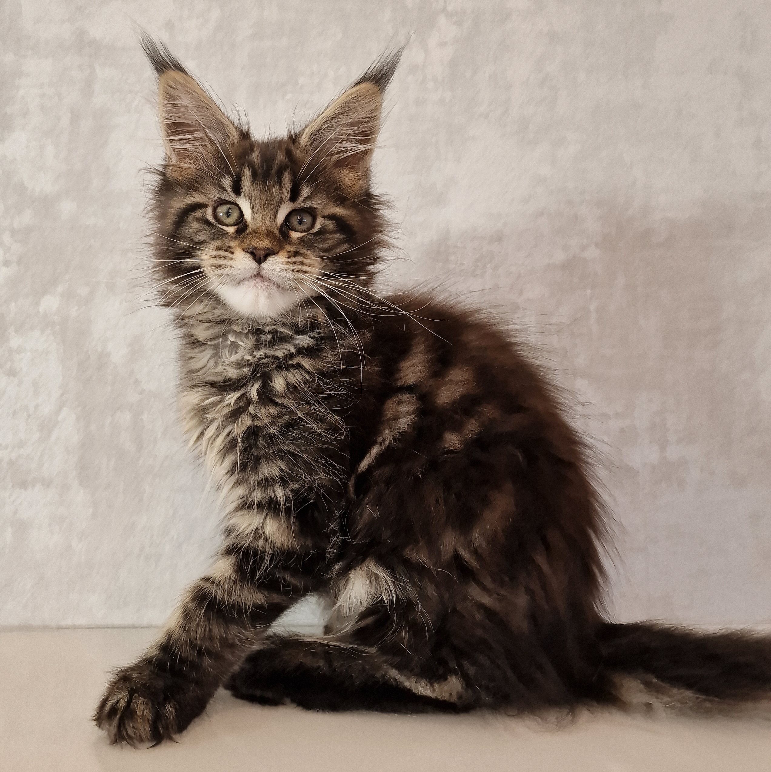 SE*Ferox Lynx Cassili SE*Ferox Lynx Cassili, 11 veckor