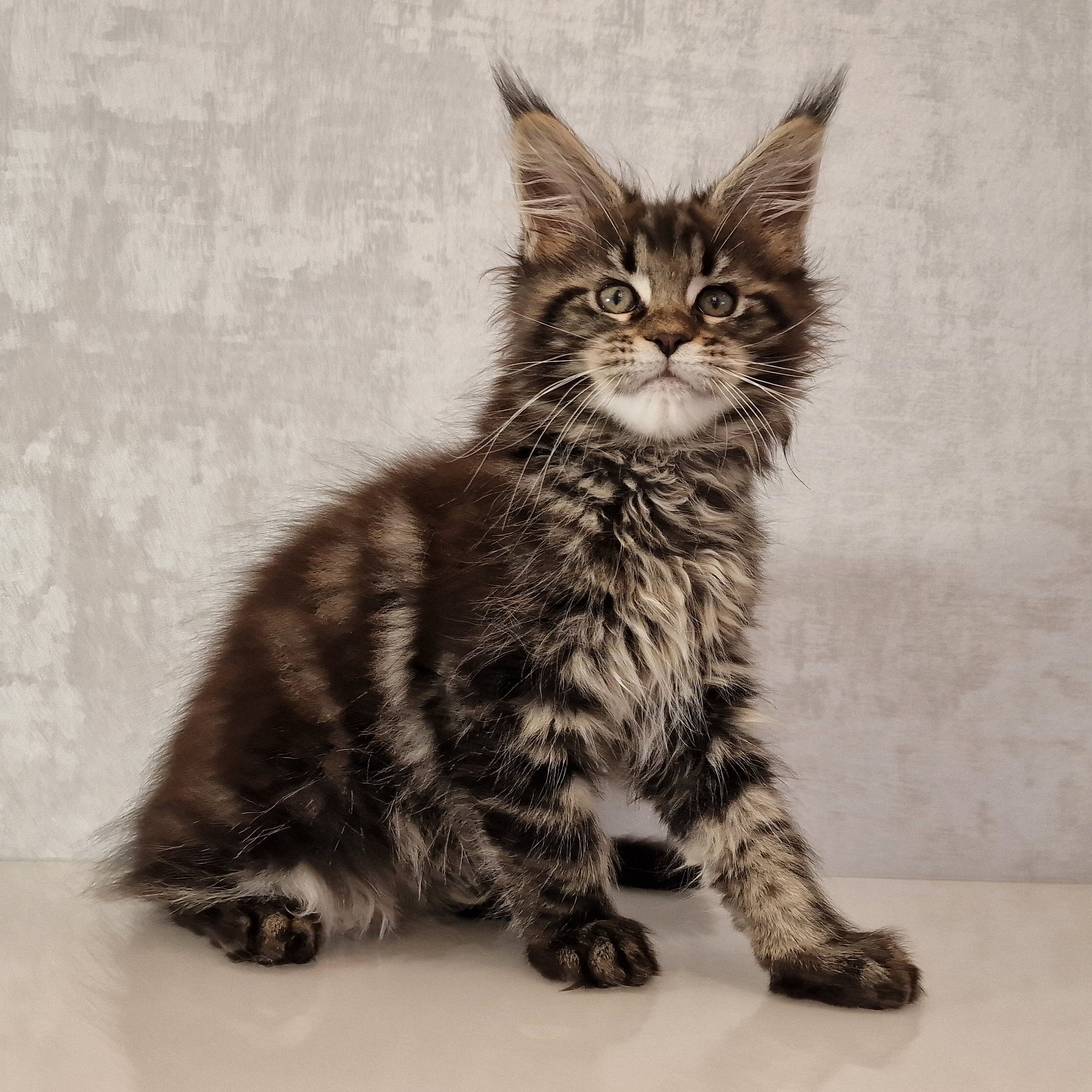 SE*Ferox Lynx Cassili SE*Ferox Lynx Cassili, 11 veckor