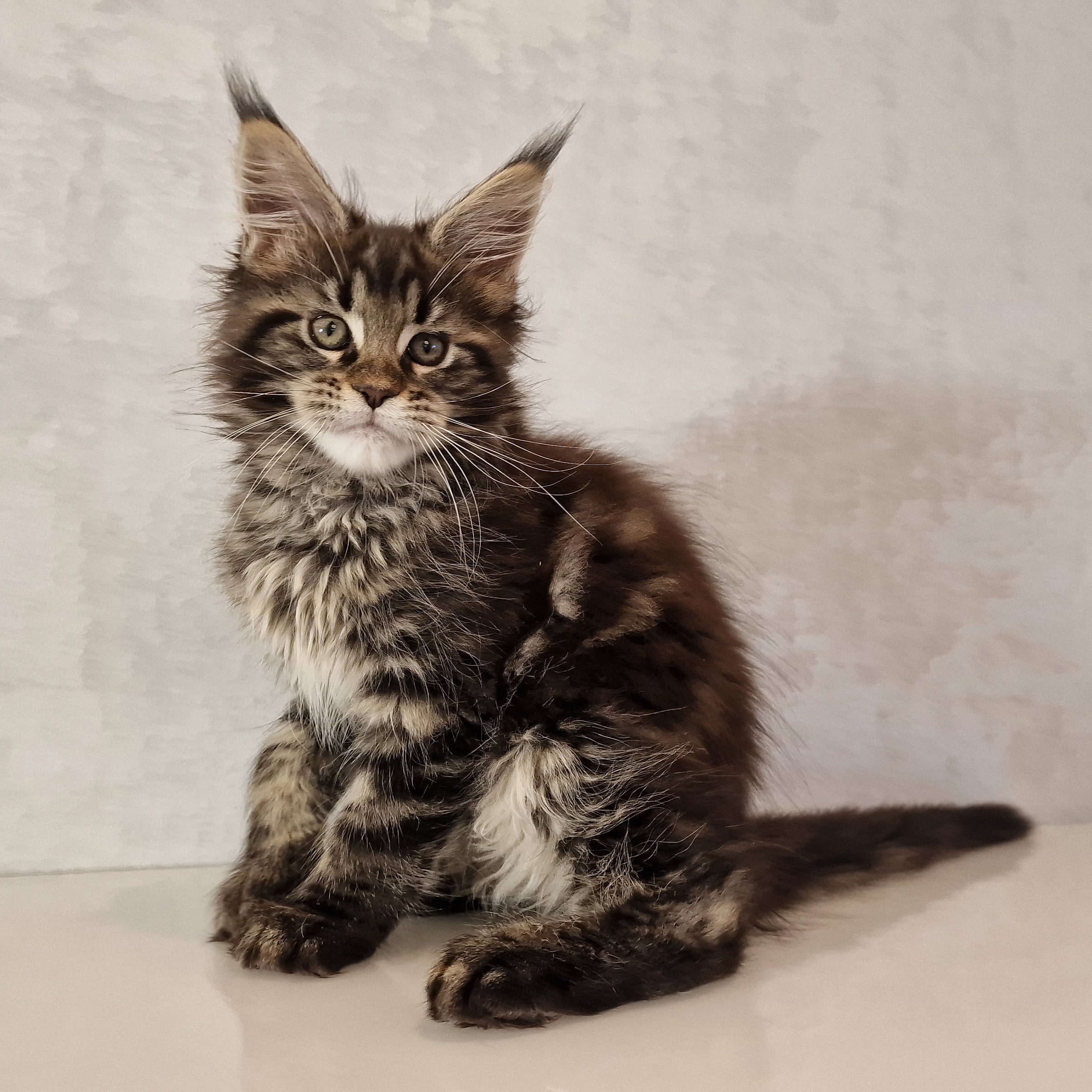 SE*Ferox Lynx Cassili SE*Ferox Lynx Cassili, 11 veckor