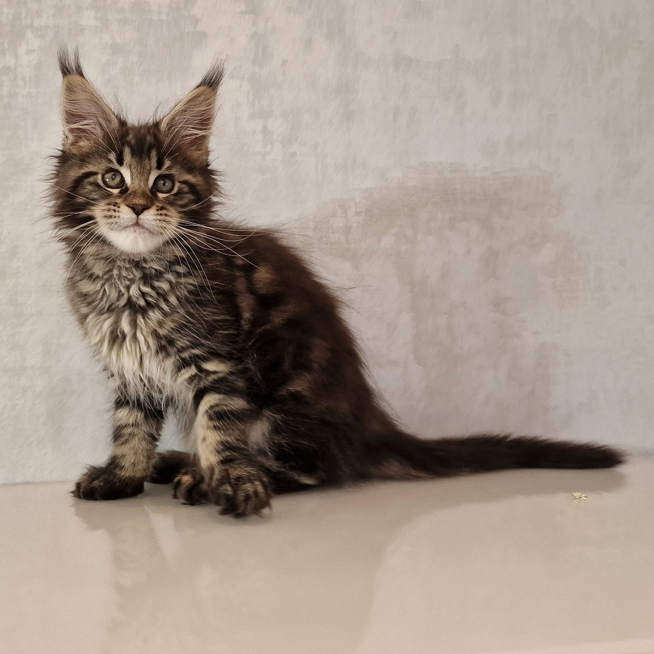 SE*Ferox Lynx Cassili SE*Ferox Lynx Cassili, 11 veckor