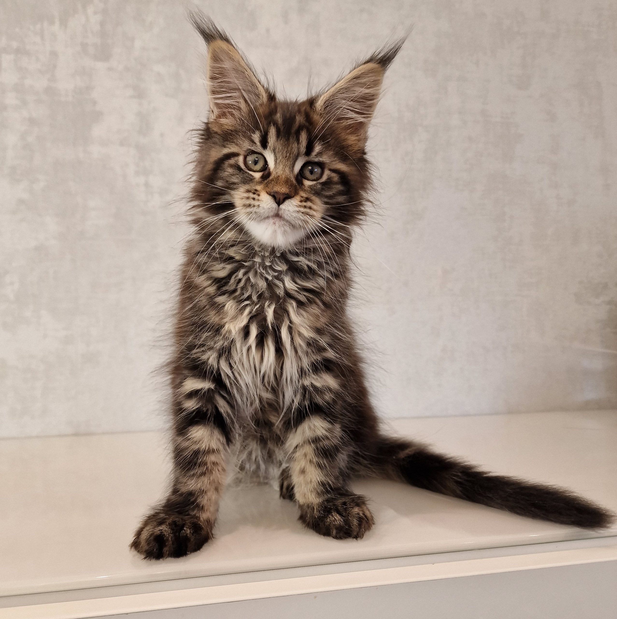 SE*Ferox Lynx Cassili SE*Ferox Lynx Cassili, 11 veckor