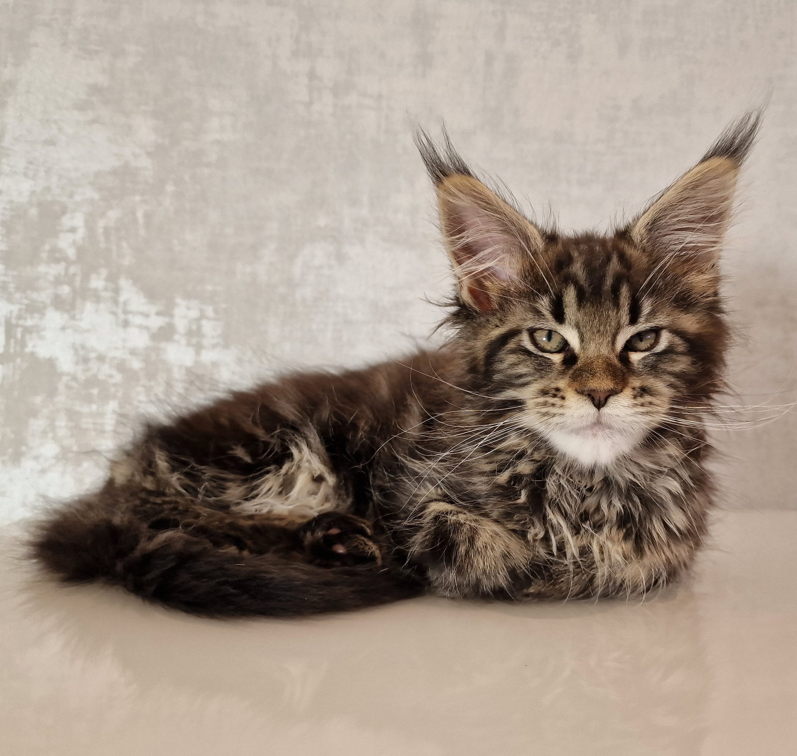 SE*Ferox Lynx Cassili SE*Ferox Lynx Cassili, 11 veckor
