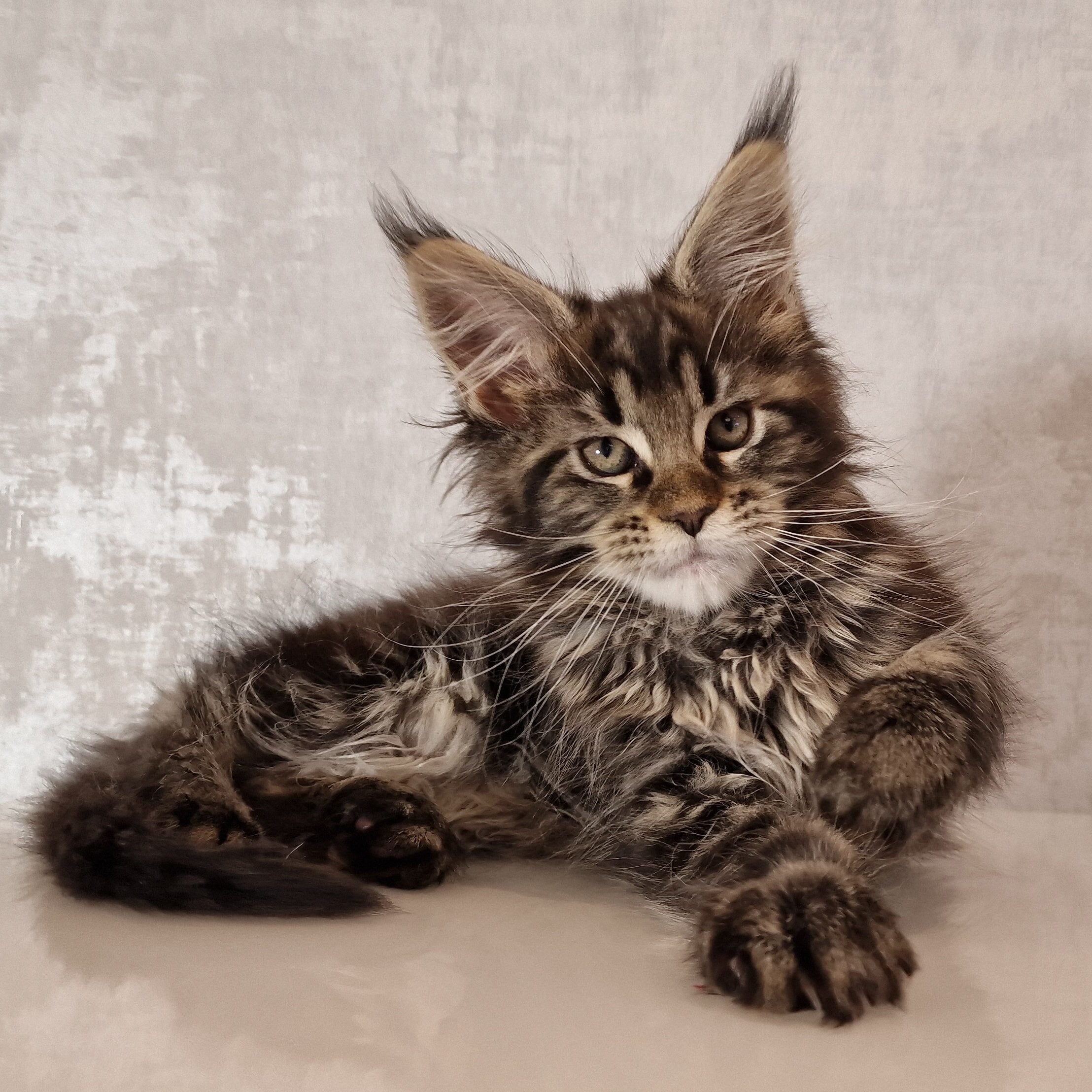 SE*Ferox Lynx Cassili SE*Ferox Lynx Cassili, 11 veckor