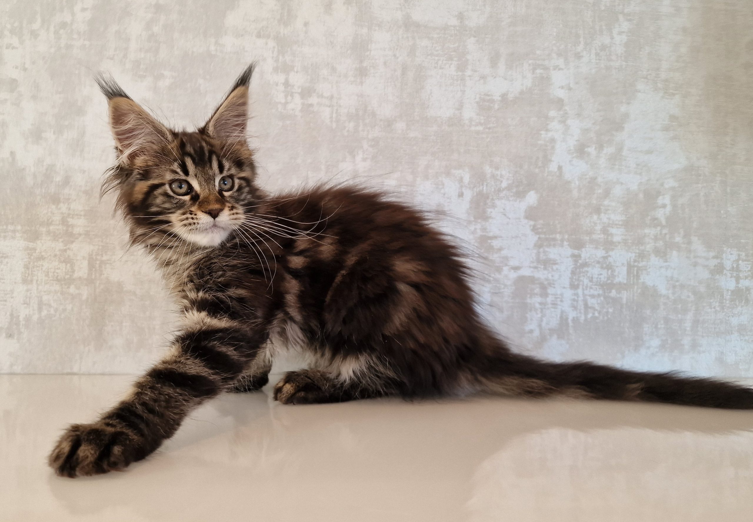 SE*Ferox Lynx Cassili SE*Ferox Lynx Cassili, 12 veckor