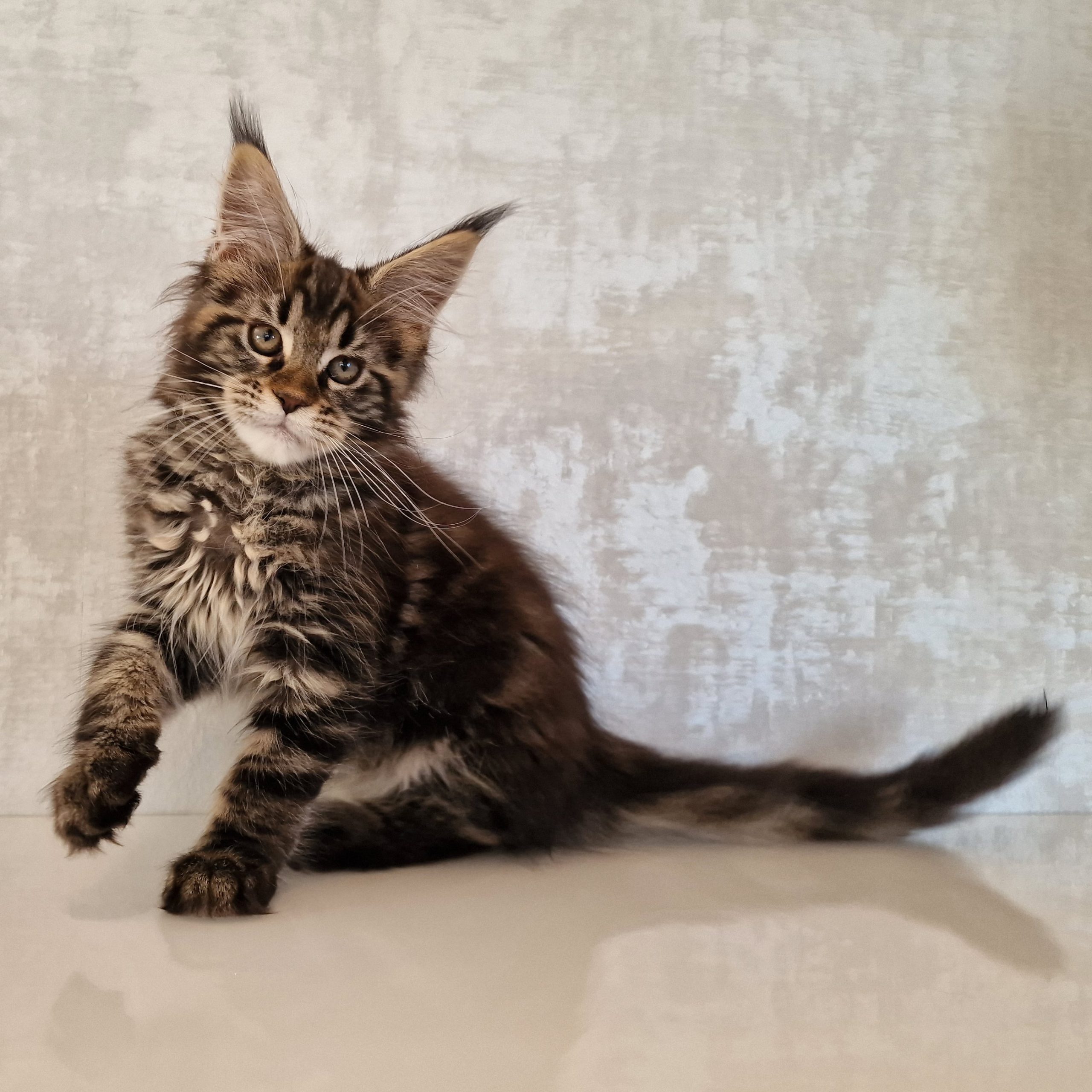 SE*Ferox Lynx Cassili SE*Ferox Lynx Cassili, 12 veckor